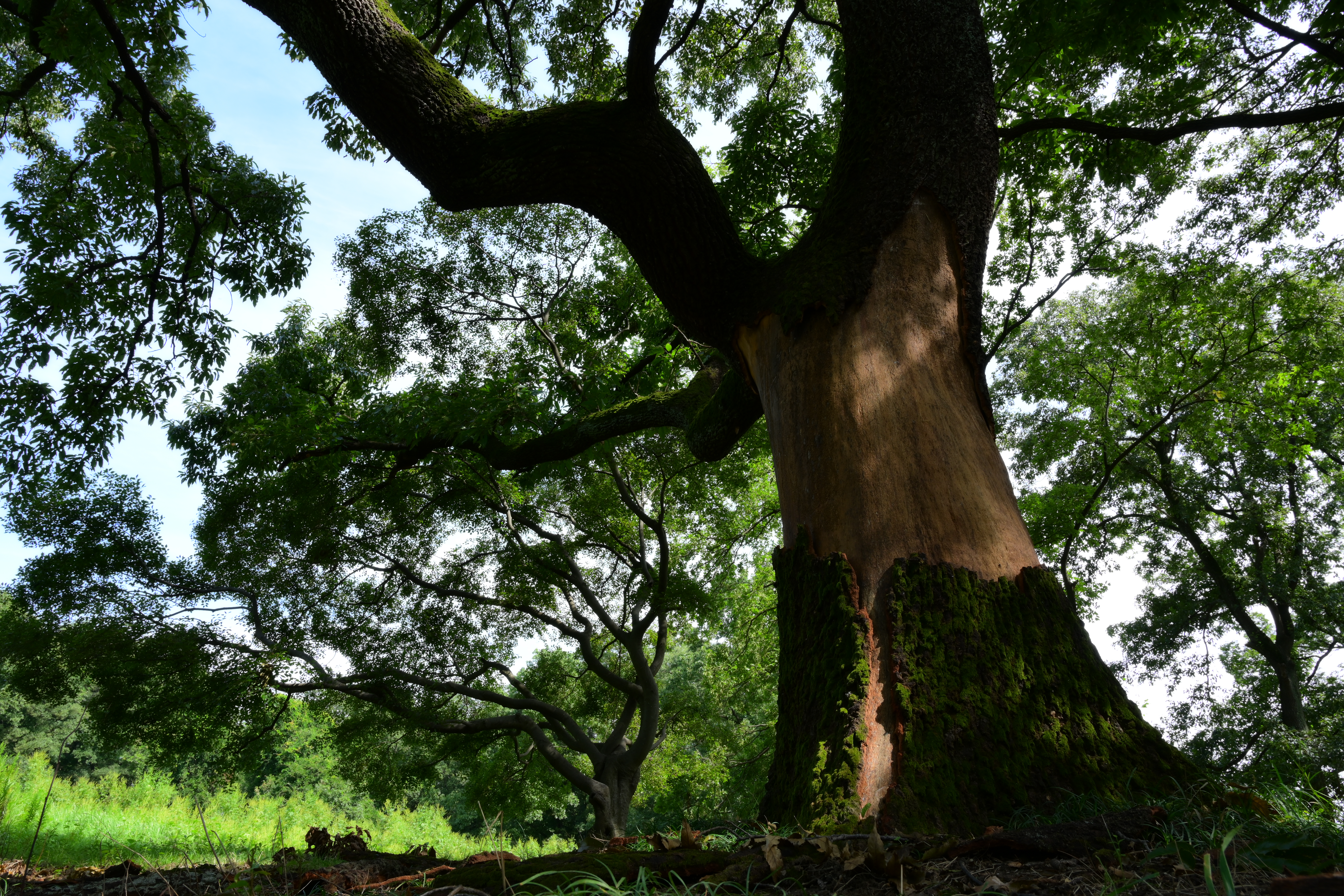 <span class="disp block acenter">ミドルレンジシャープ-5</span>