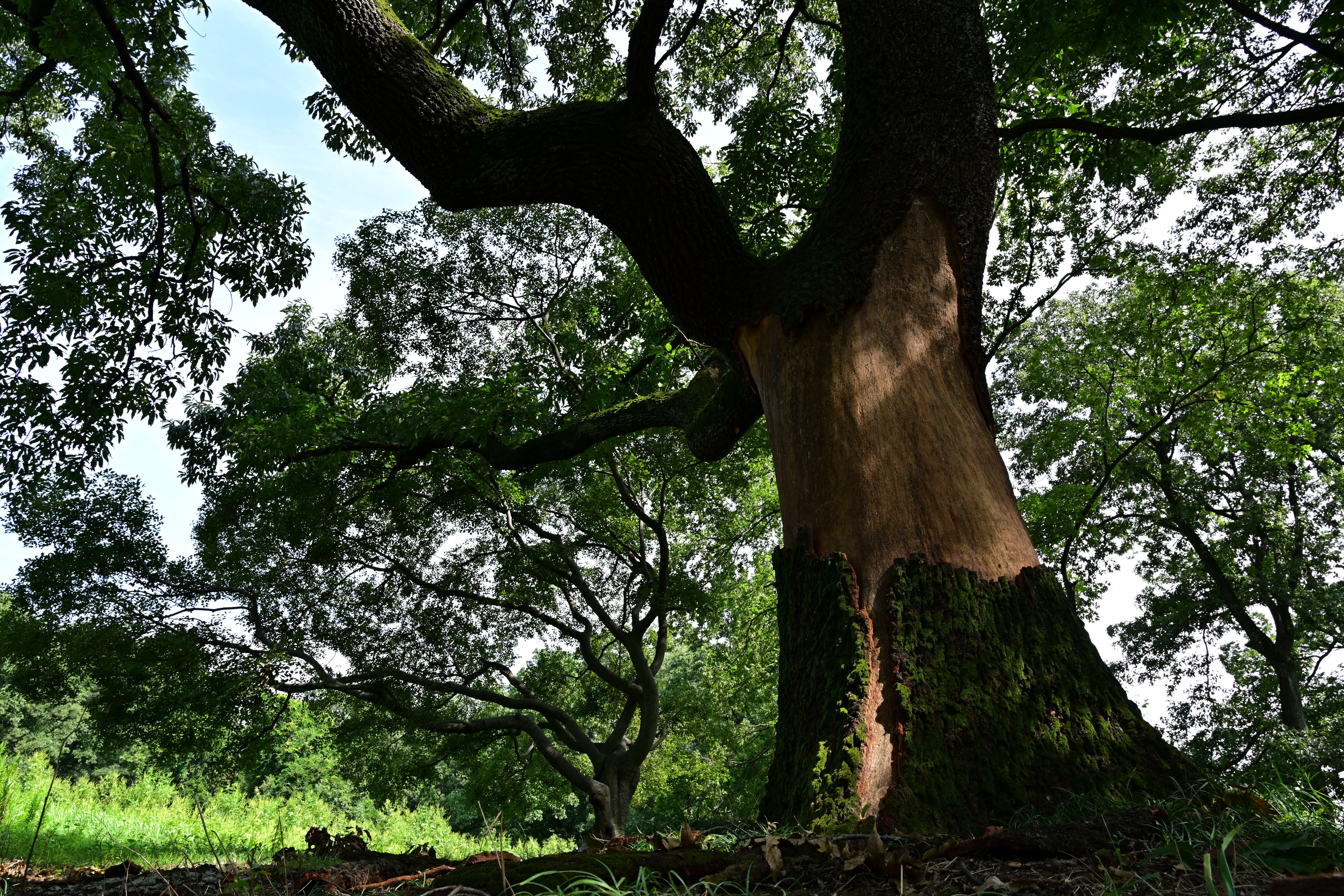 <span class="disp block acenter">ミドルレンジシャープ+5</span>