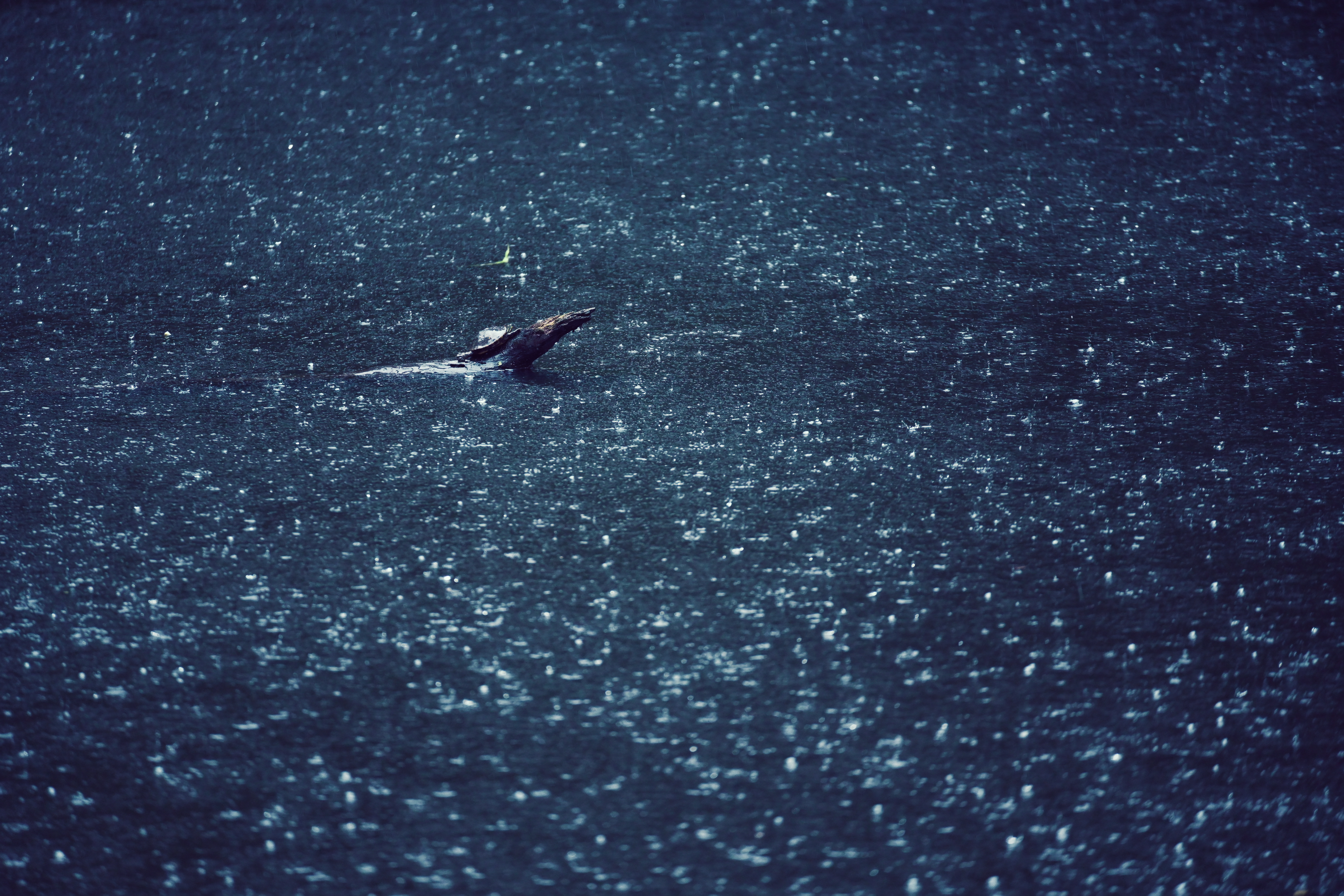 ピクチャーコントロール：デニム<br>Z 7 / AF-P NIKKOR 70-300mm f/4.5-5.6E ED VR / 300mm / 絞り優先AE（1/640秒・F5.6・-1.0EV） / ISO 2500 / WB：オート