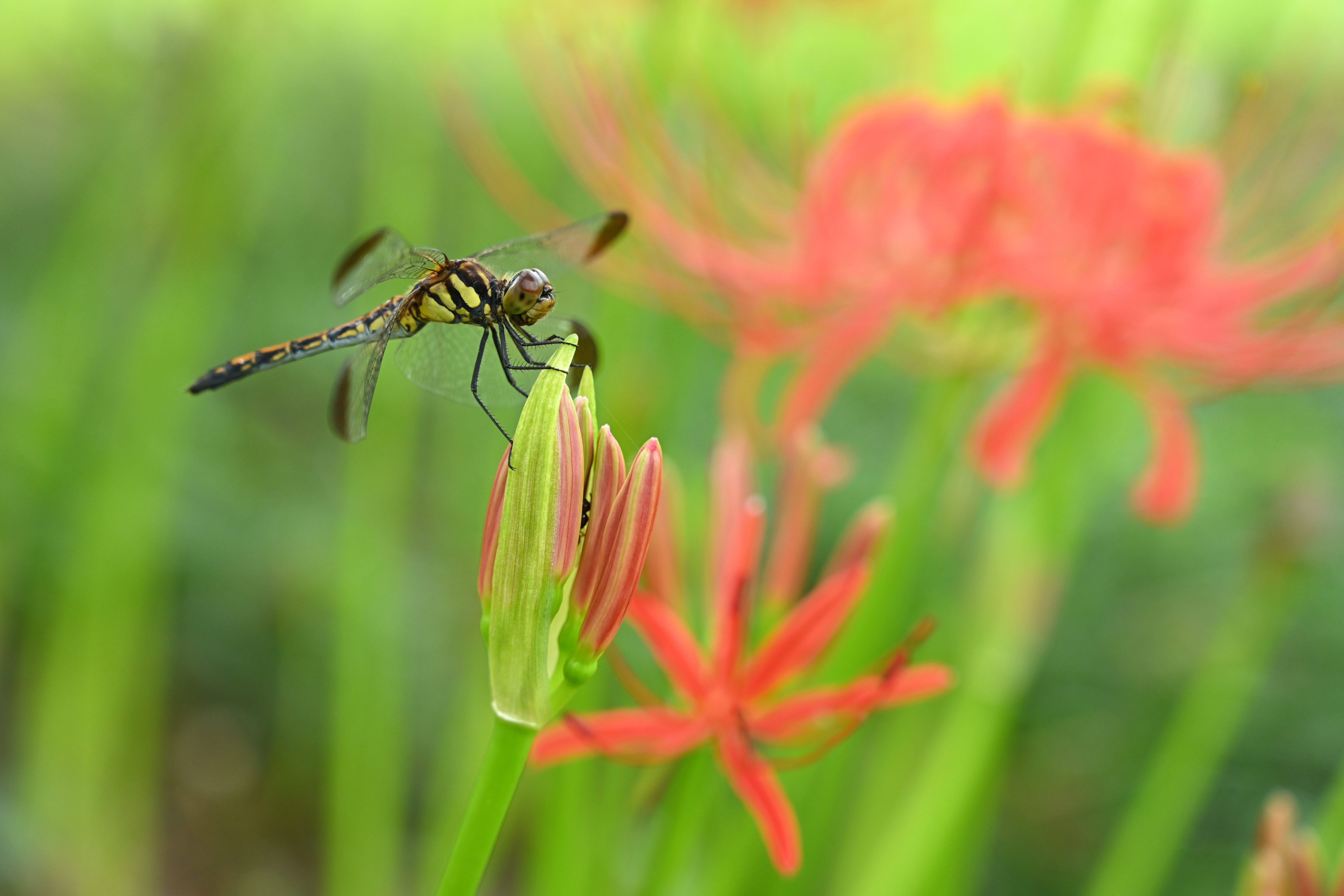 Z 7 / NIKKOR Z 24-70mm f/4 S / 70mm / 絞り優先AE（1/100秒・F4・+0.3EV） / ISO 720 / ピクチャーコントロール：ビビッド / WB：晴天