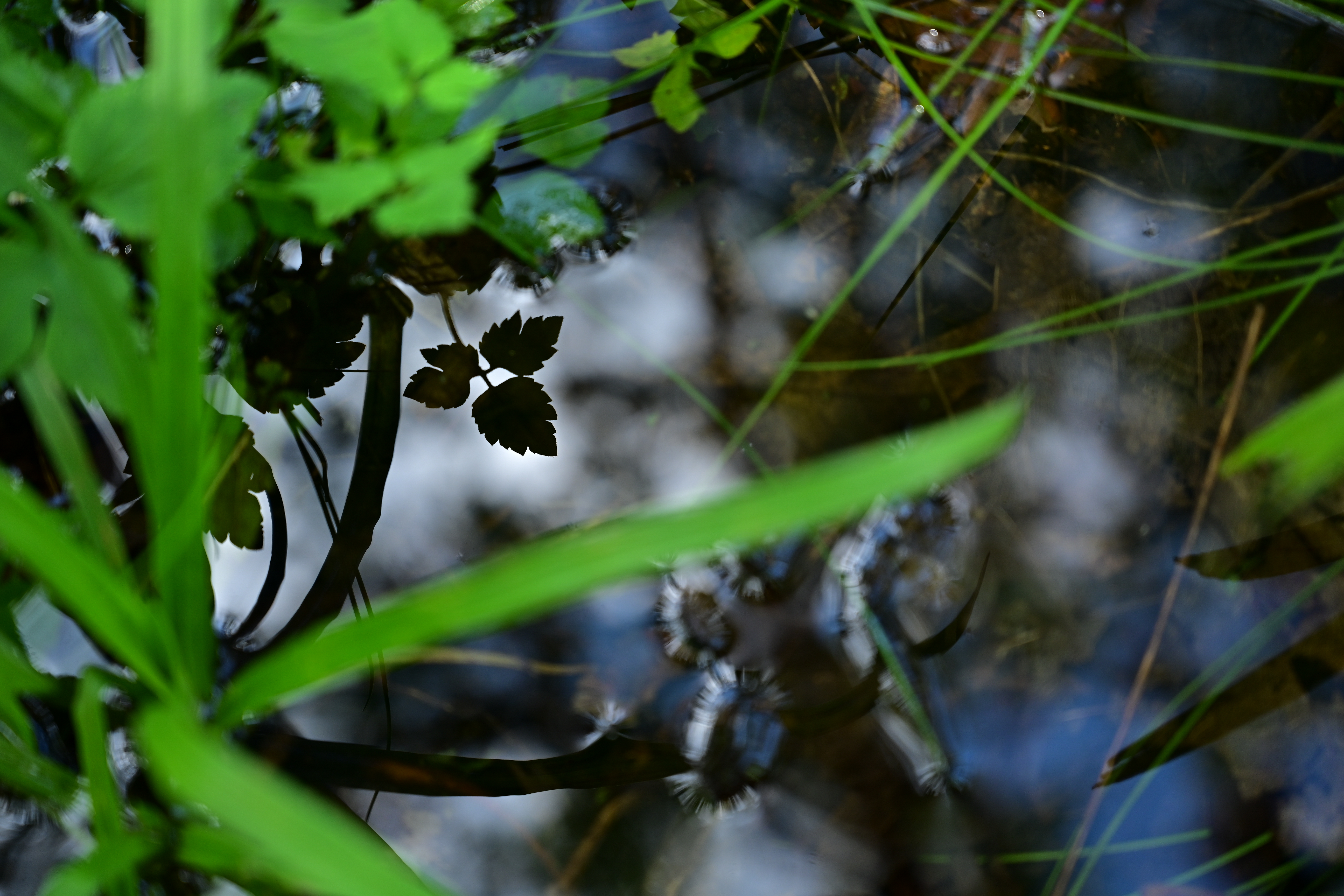 Z 7 / NIKKOR Z 24-70mm f/4 S / 70mm / 絞り優先AE（1/100秒・F4・-0.3EV） / ISO 200 / ピクチャーコントロール：ビビッド / WB：晴天