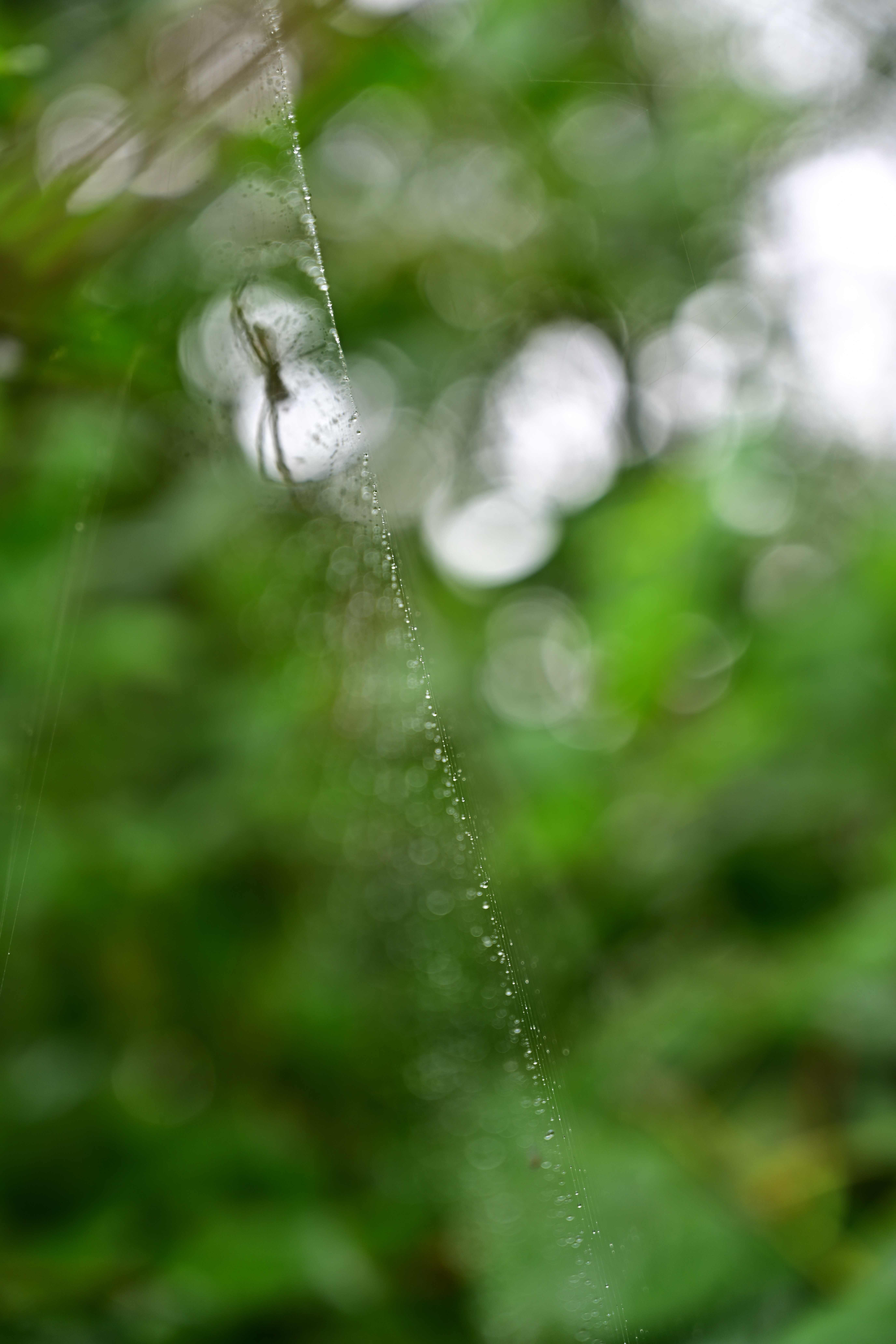 Z 7 / NIKKOR Z 24-70mm f/4 S / 70mm / 絞り優先AE（1/50秒・F4・±0EV） / ISO 64 / ピクチャーコントロール：ビビッド / WB：晴天