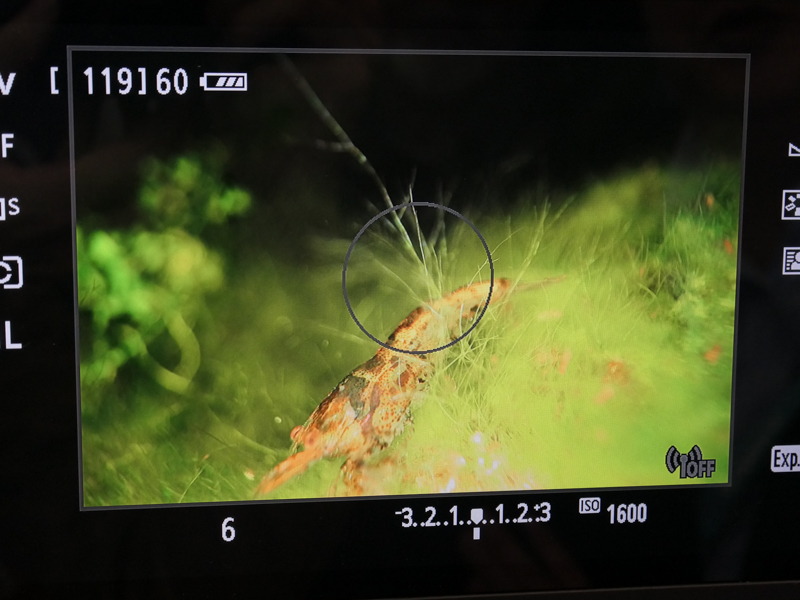 ライブビュー画面。