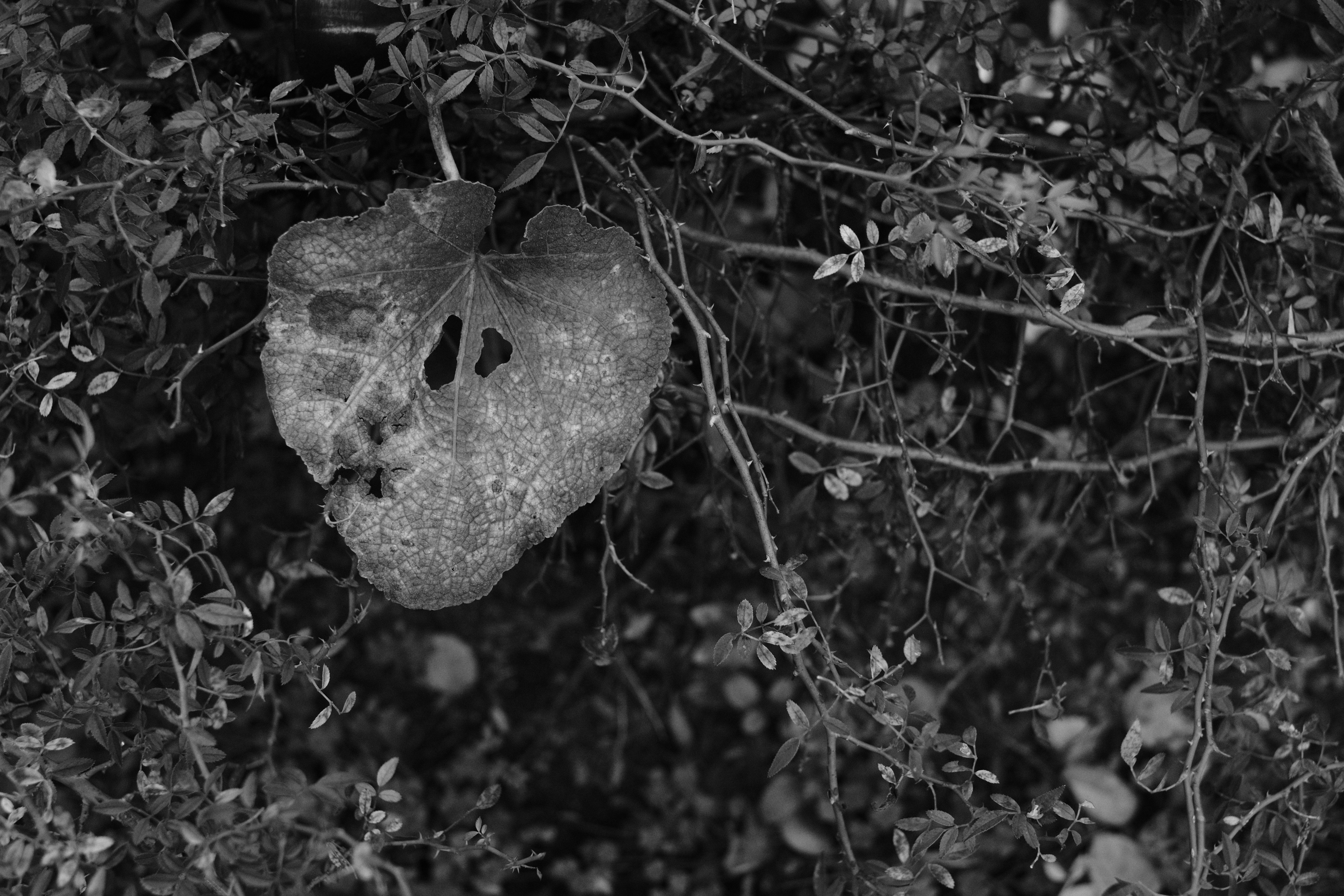 X-T3 / XF35mmF1.4 R / 35mm（35mm判換算53mm相当） / マニュアル露出（1/200秒・F4・-1.0EV） / ISO 2000