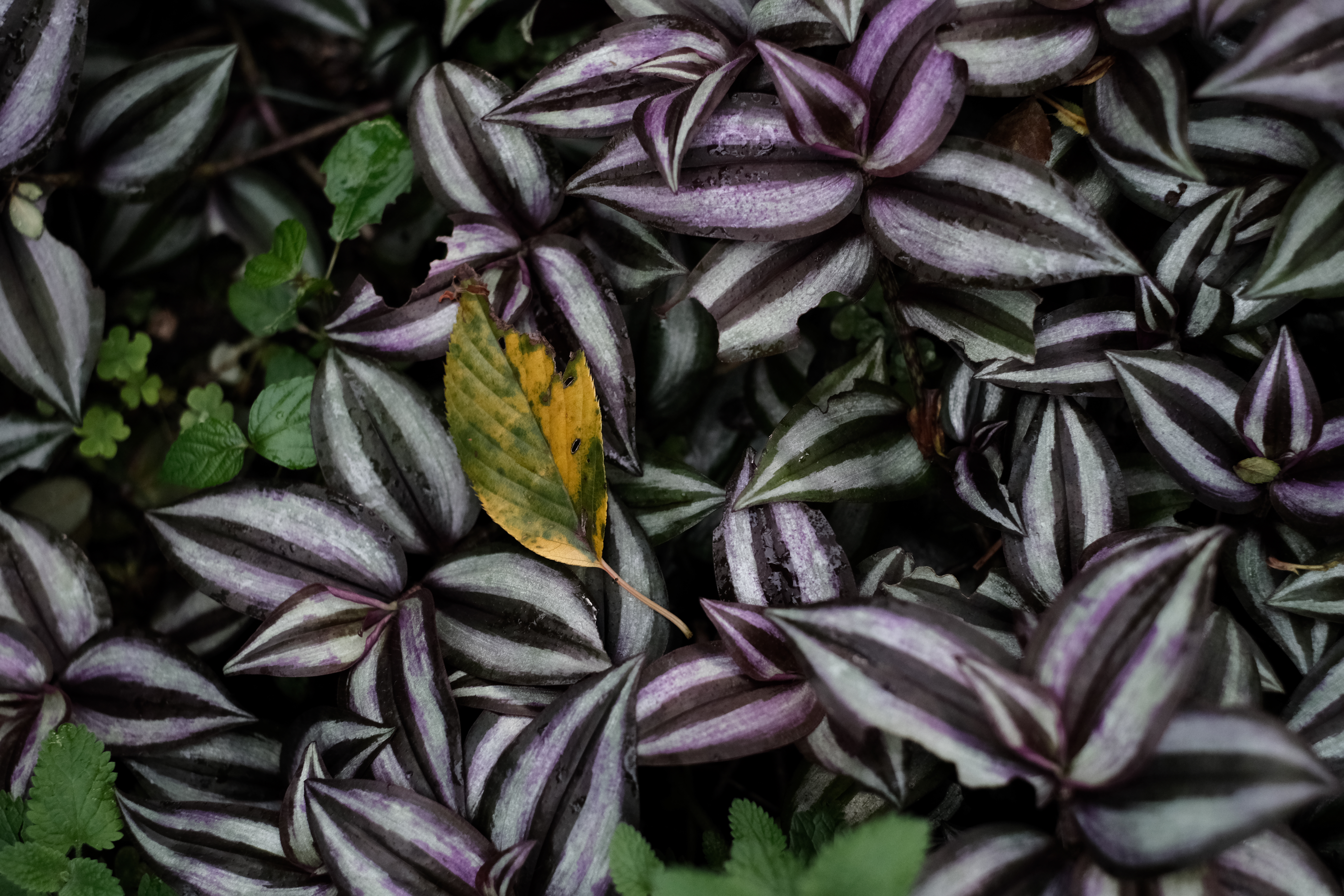 X-T3 / XF35mmF1.4 R / 35mm（35mm判換算53mm相当） / 絞り優先AE（1/350秒・F3.2・-1.0EV） / ISO 1600