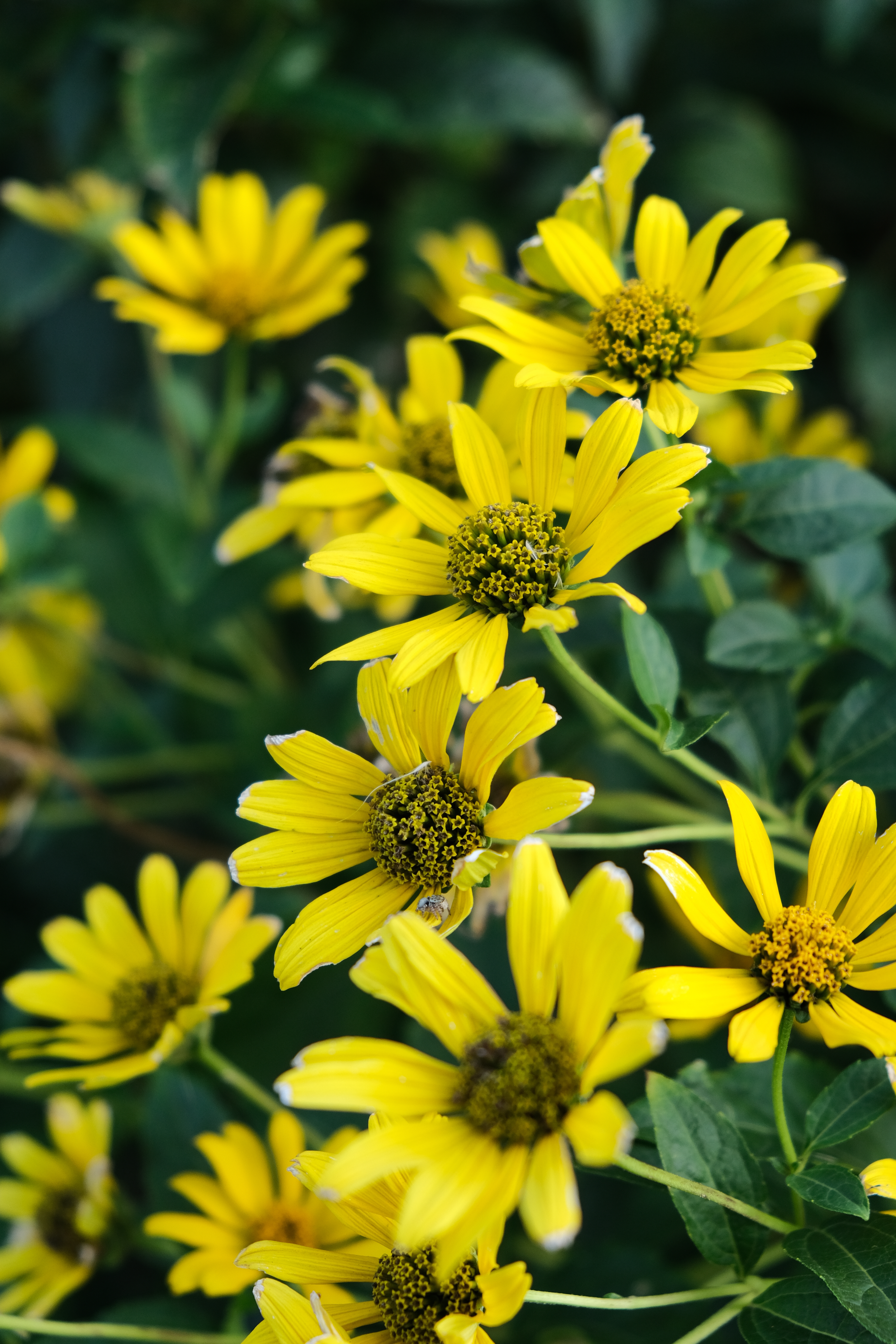 オリジナル<br>X-T3 / XF18-55mmF2.8-4 R LM OIS / 44.4mm（35mm判換算67mm相当） / シャッター速度優先AE（1/500秒・F4・+0.3EV） / ISO 500