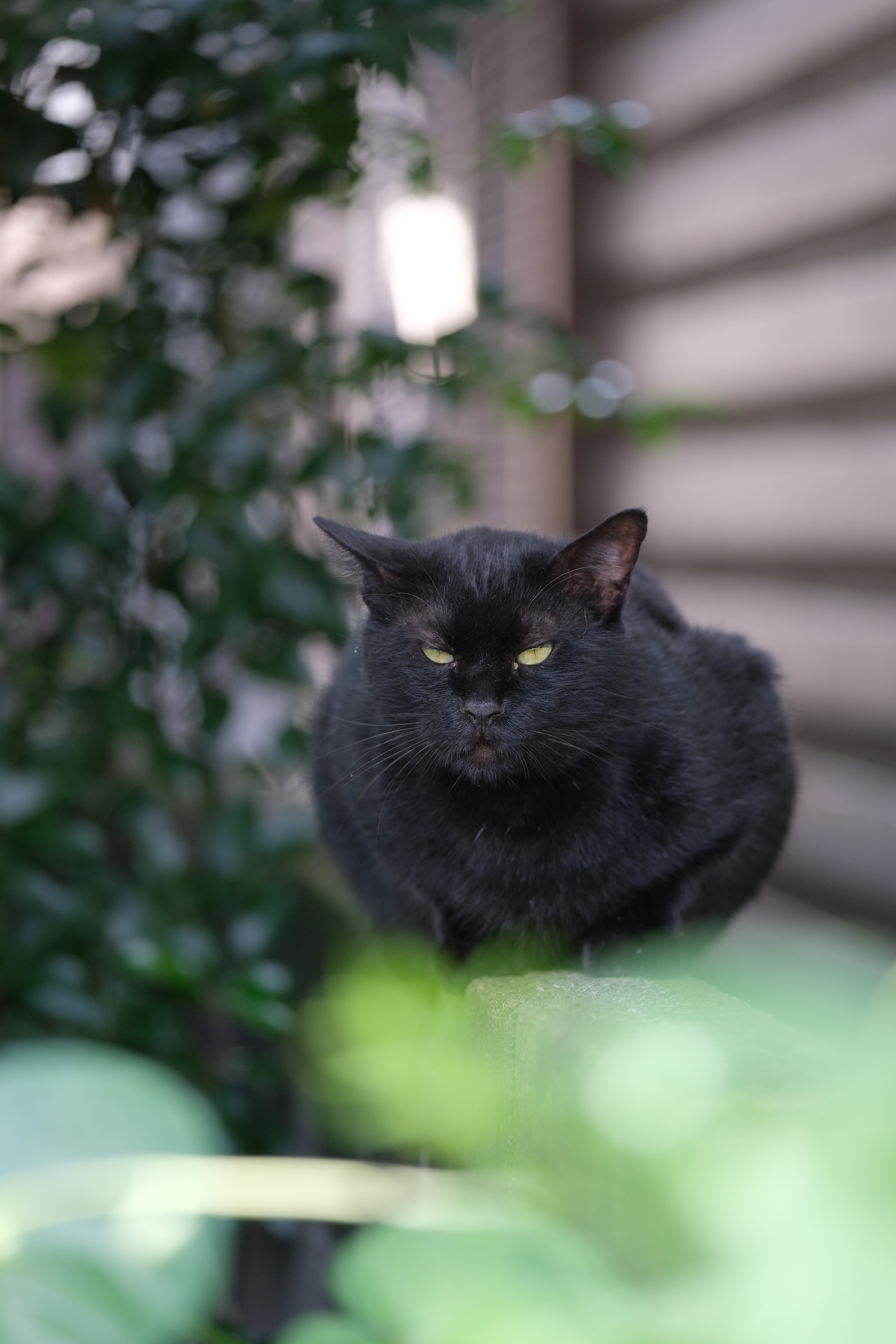 X-T3 / XF50-140mmF2.8 R LM OIS WR / 140mm（35mm判換算210mm相当） /ノーマルプログラムAE（1/210秒・F2.8・-0.3EV） / ISO 640 / フィルムシミュレーション：PROVIA・スタンダード / ハイライト -1 / シャドー −1