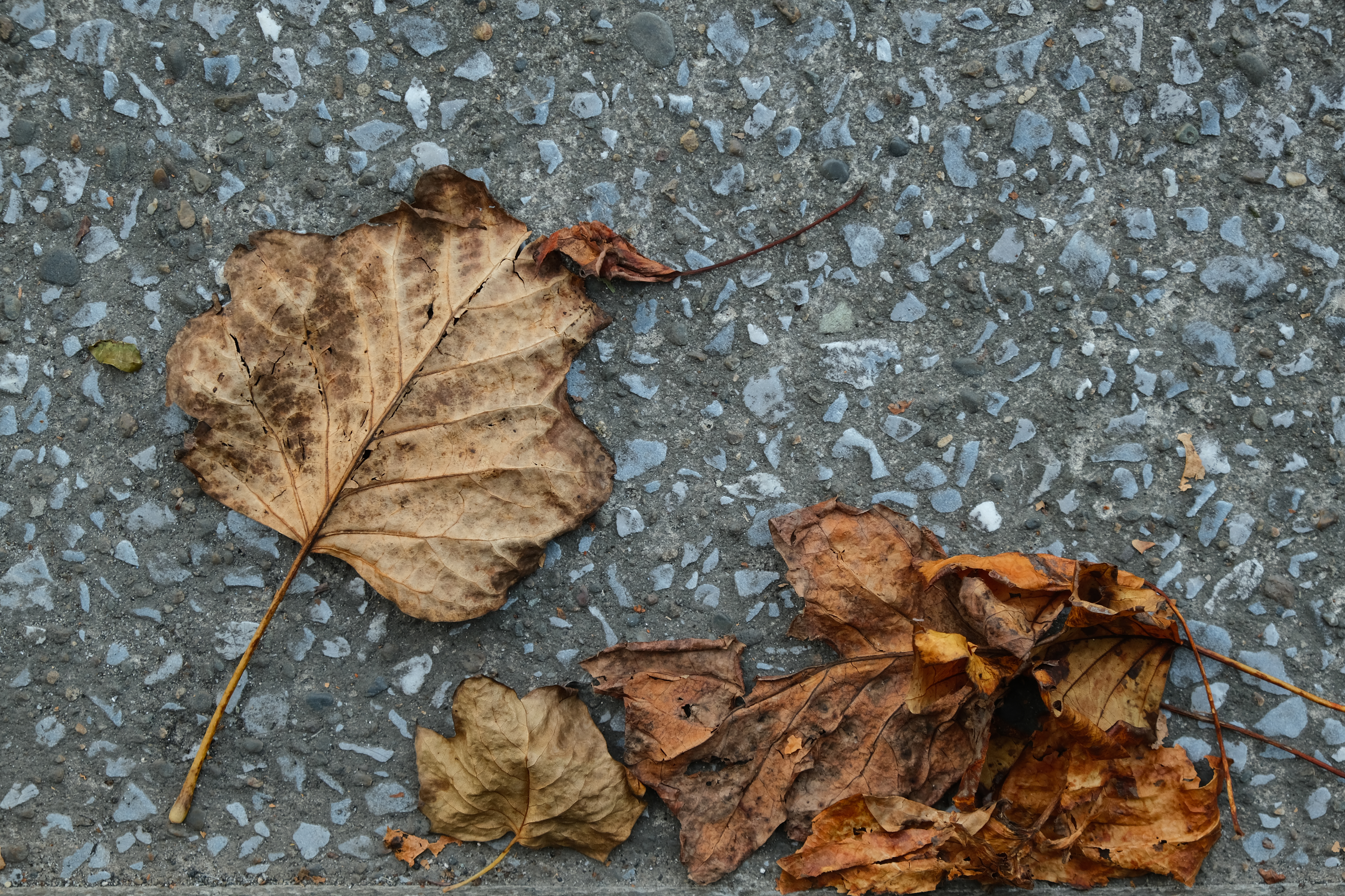 X-T3 / XF18-55mmF2.8-4 R LM OIS / 55mm（35mm判換算83mm相当） /絞り優先AE（1/80秒・F5.6・-0.3EV） / ISO 500 / WB：日陰 / フィルムシミュレーション：PROVIA・スタンダード / カラークロームエフェクト：強 / ハイライト -1 / シャドー +1 / カラー +1