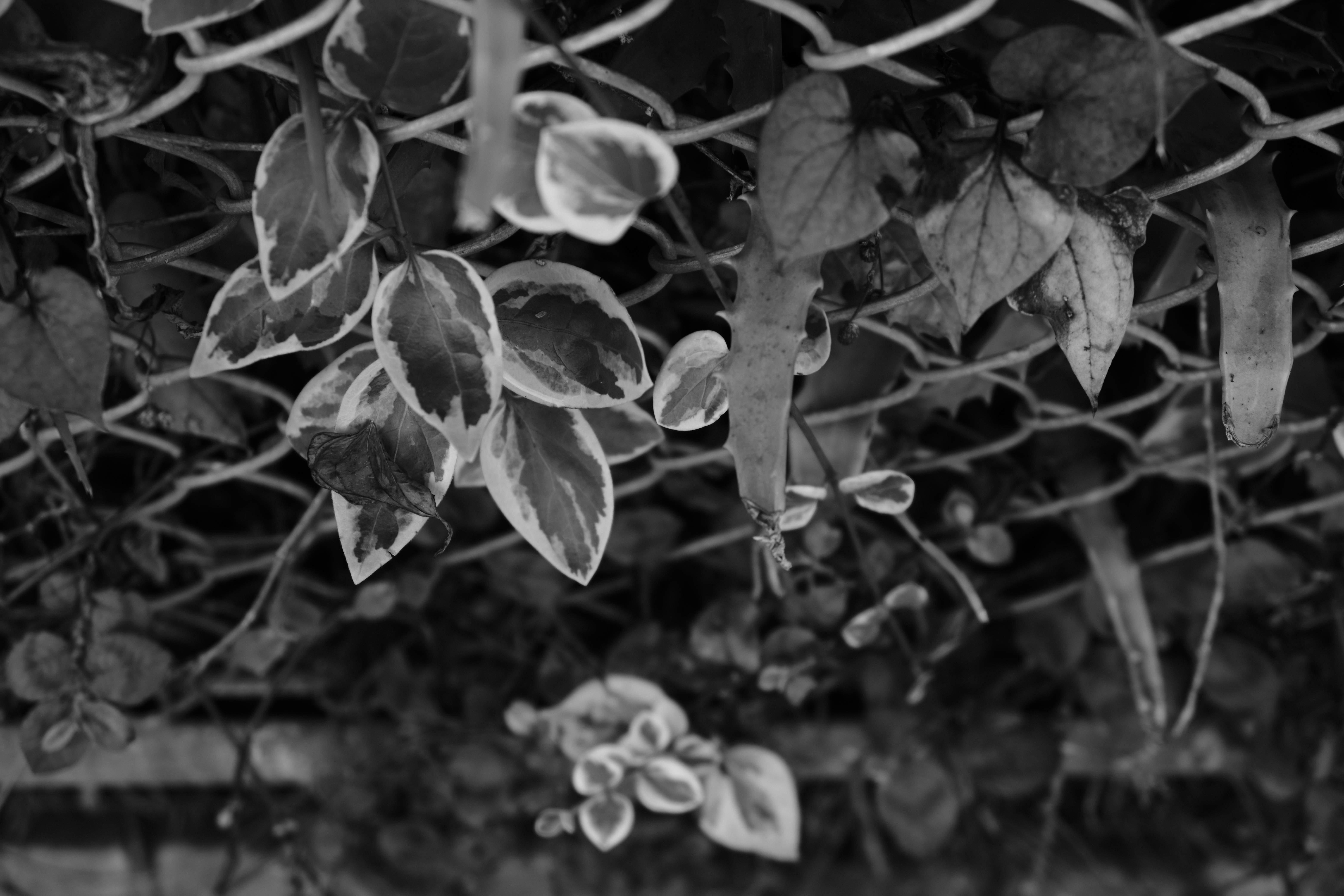 オリジナル<br>X-T3 / XF18-55mmF2.8-4 R LM OIS / 55mm（35mm判換算83mm相当） / ノーマルプログラムAE（1/80秒・F4.5・-0.7EV） / ISO 160