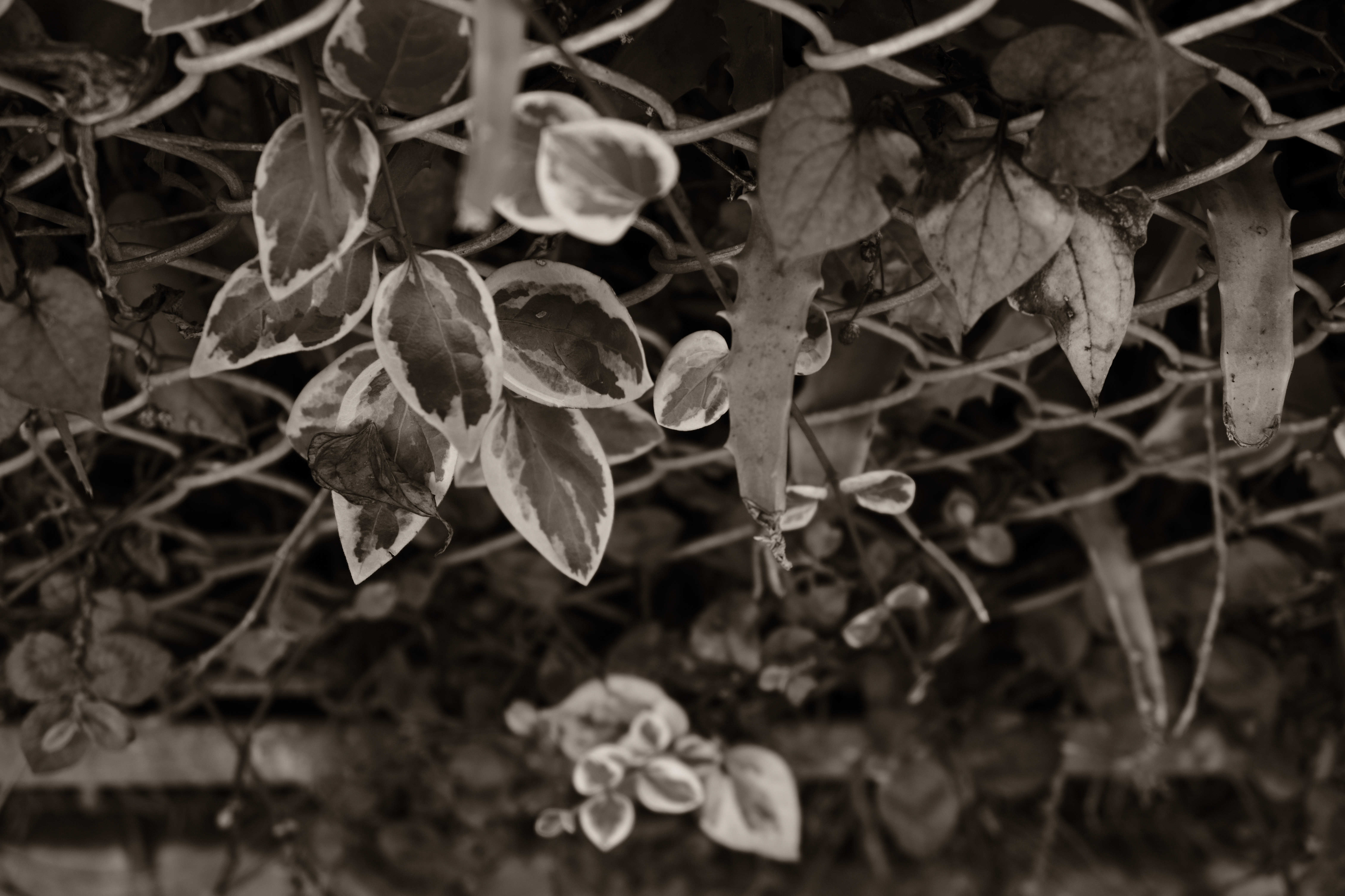 <center>温黒調（+4）</center>