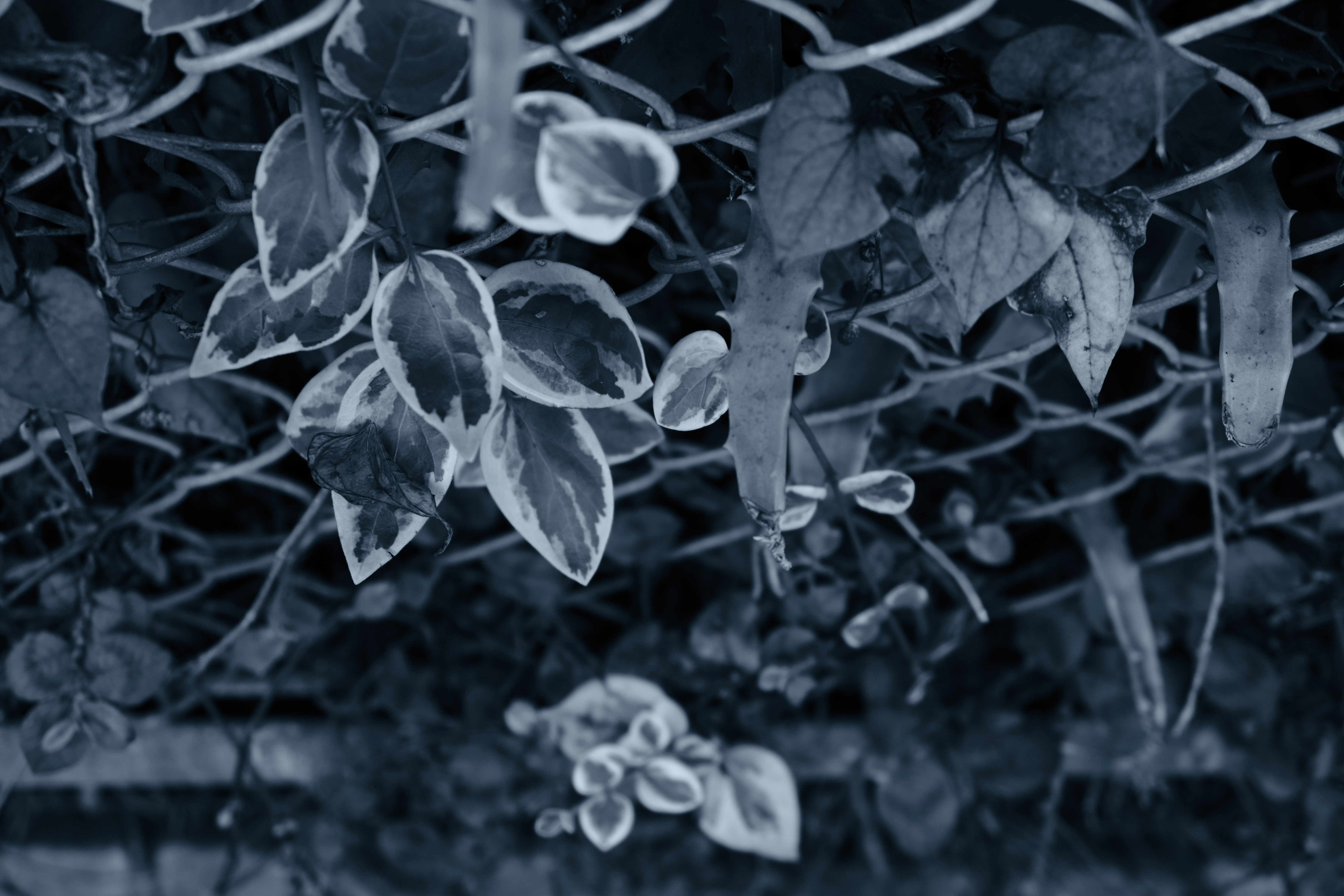 <center>冷黒調（+9）</center>