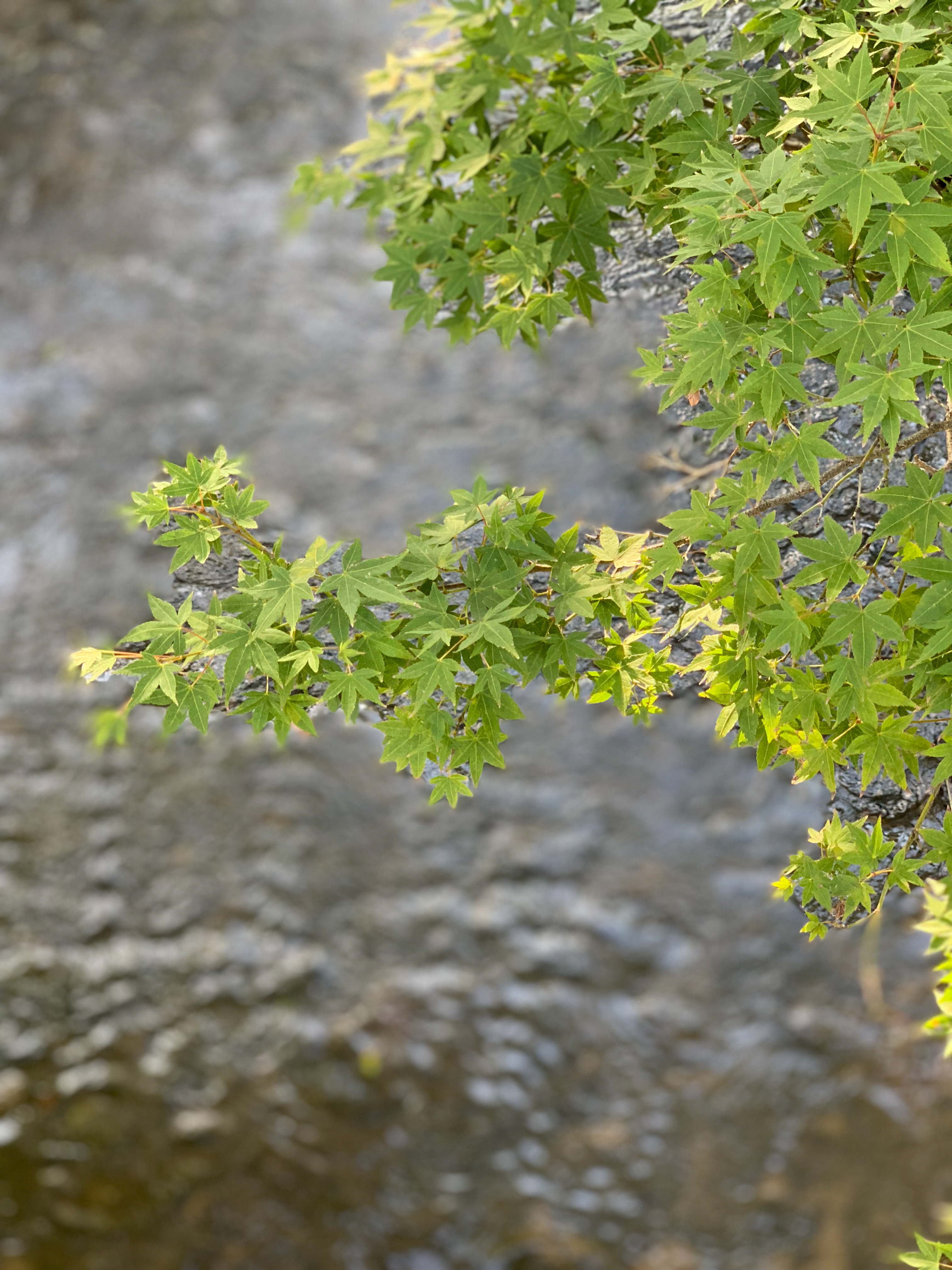 iPhone XS Max / 6mm（35mm判換算52mm相当） / ノーマルプログラム（1/120秒・F2.4・±0EV） / ISO 100