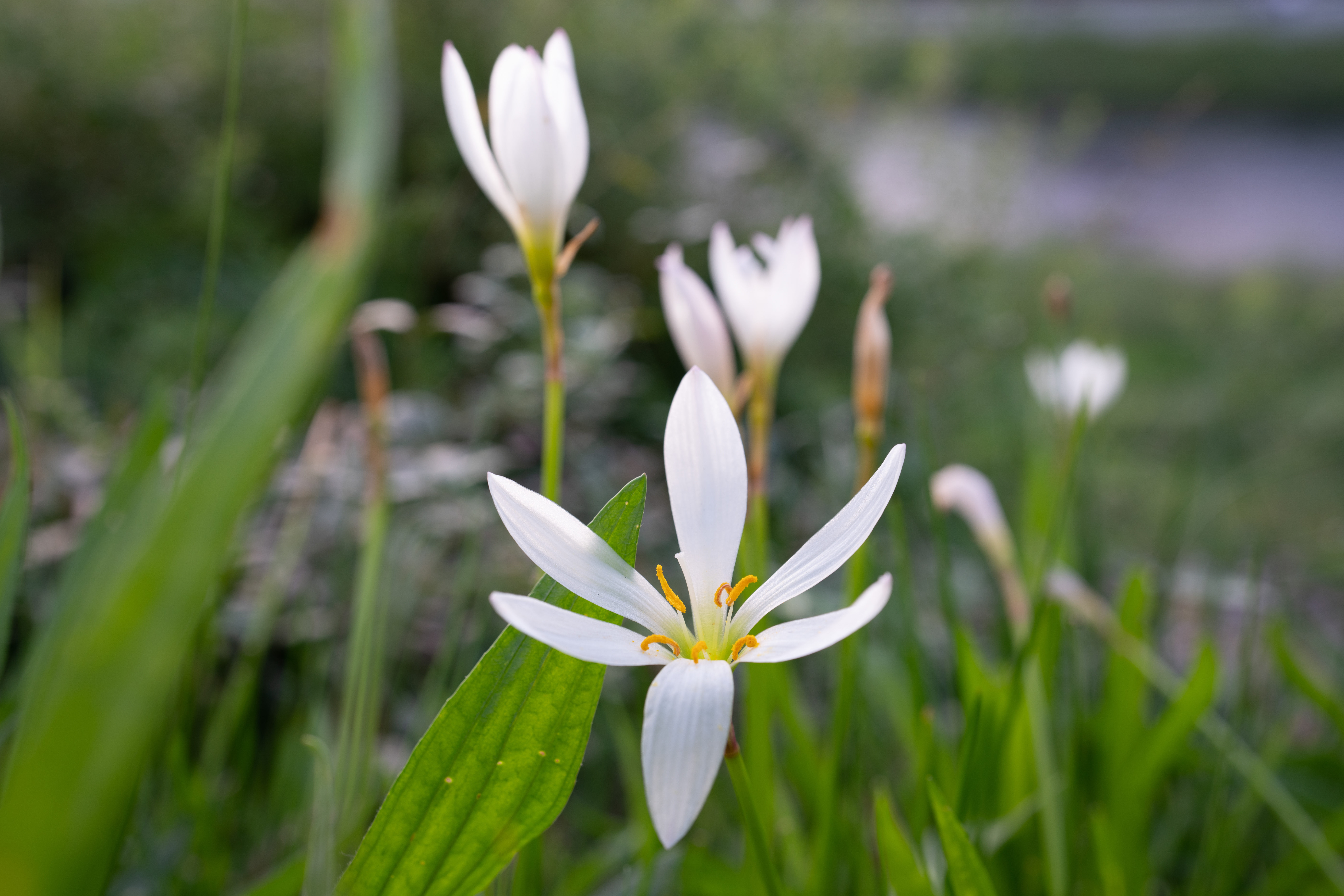 ソニー α7R III / ZEISS Batis 2/40 CF / 40mm / 絞り優先AE（1/30秒・F4.0・+0.5EV） / ISO 100
