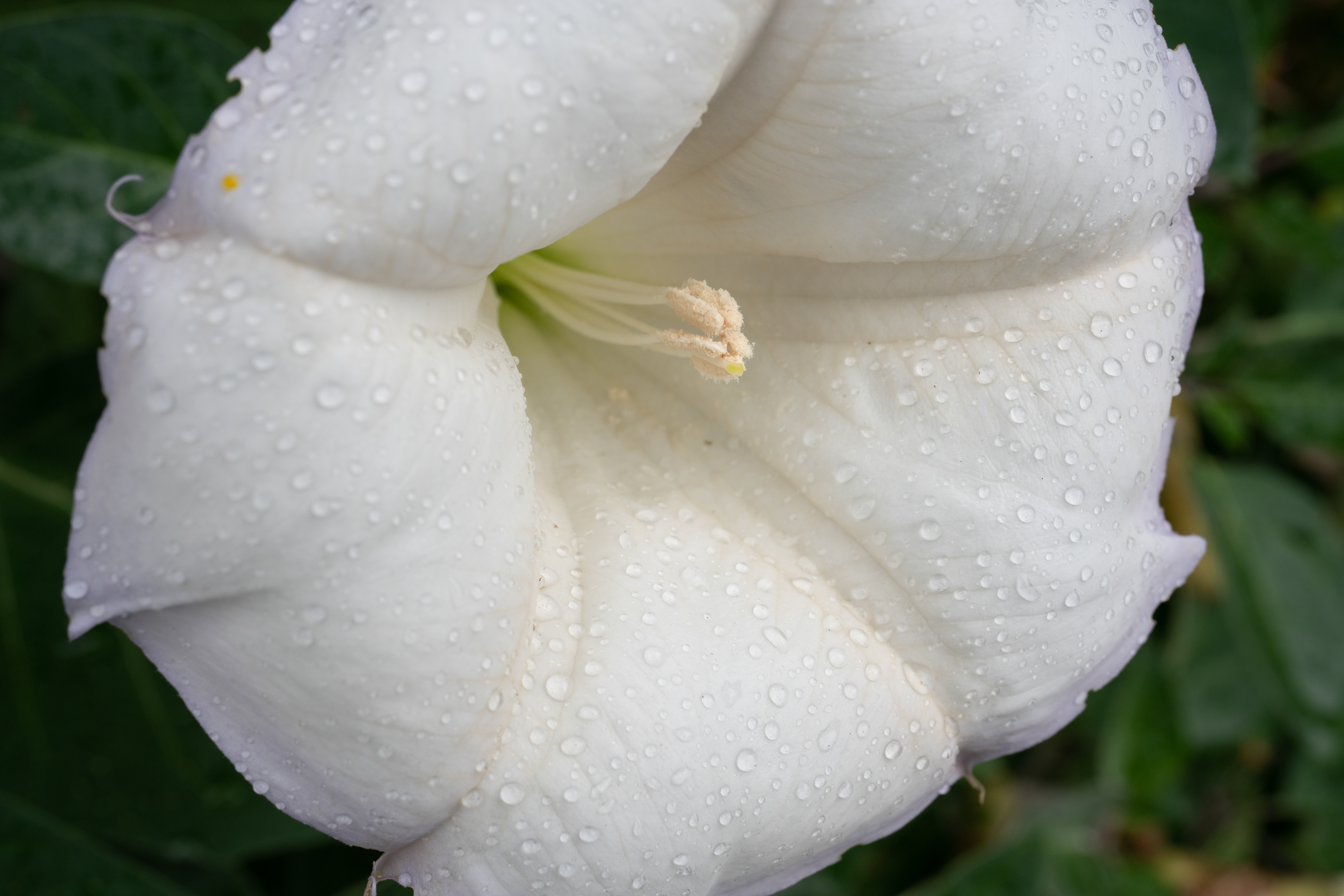 ソニー α7R III / ZEISS Batis 2/40 CF / 40mm / 絞り優先AE（1/125秒・F5.6・+0.5EV） / ISO 400