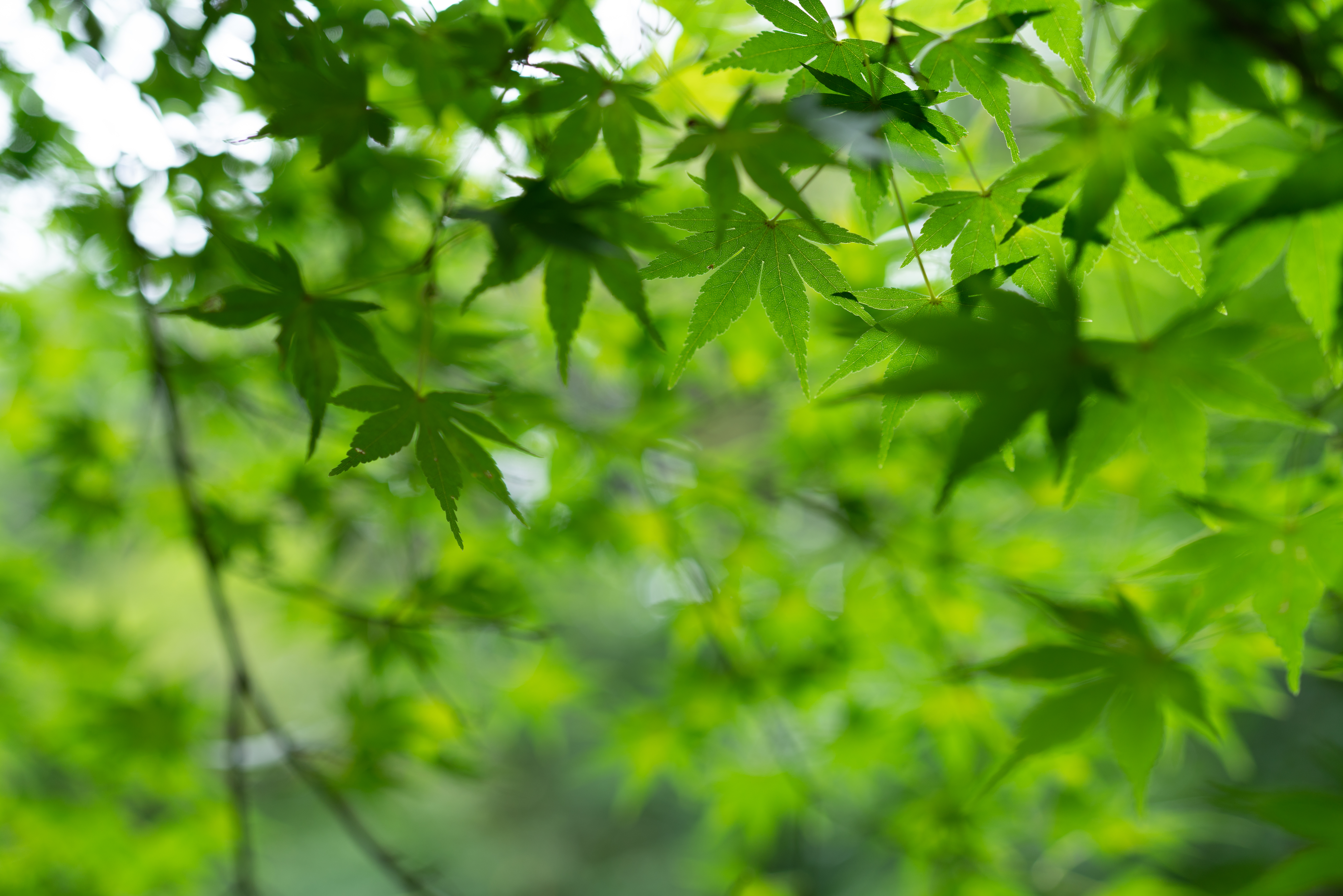 ソニー α7R III / ZEISS Batis 2/40 CF / 40mm / 絞り優先AE（1/90秒・F2.0・±0EV） / ISO 100