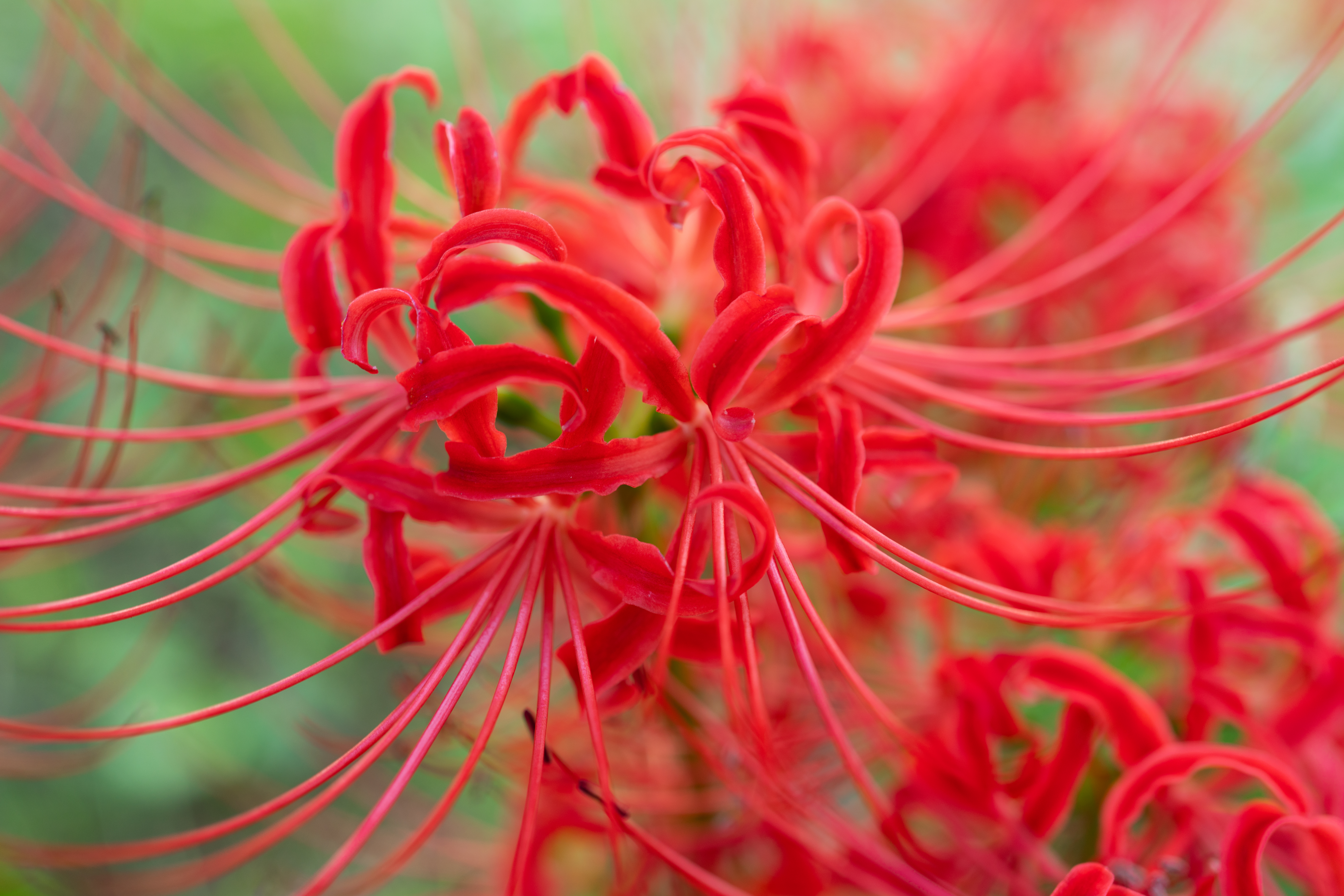 ソニー α7R III / ZEISS Batis 2/40 CF / 40mm / 絞り優先AE（1/45秒・F2.0・+0.5EV） / ISO 200