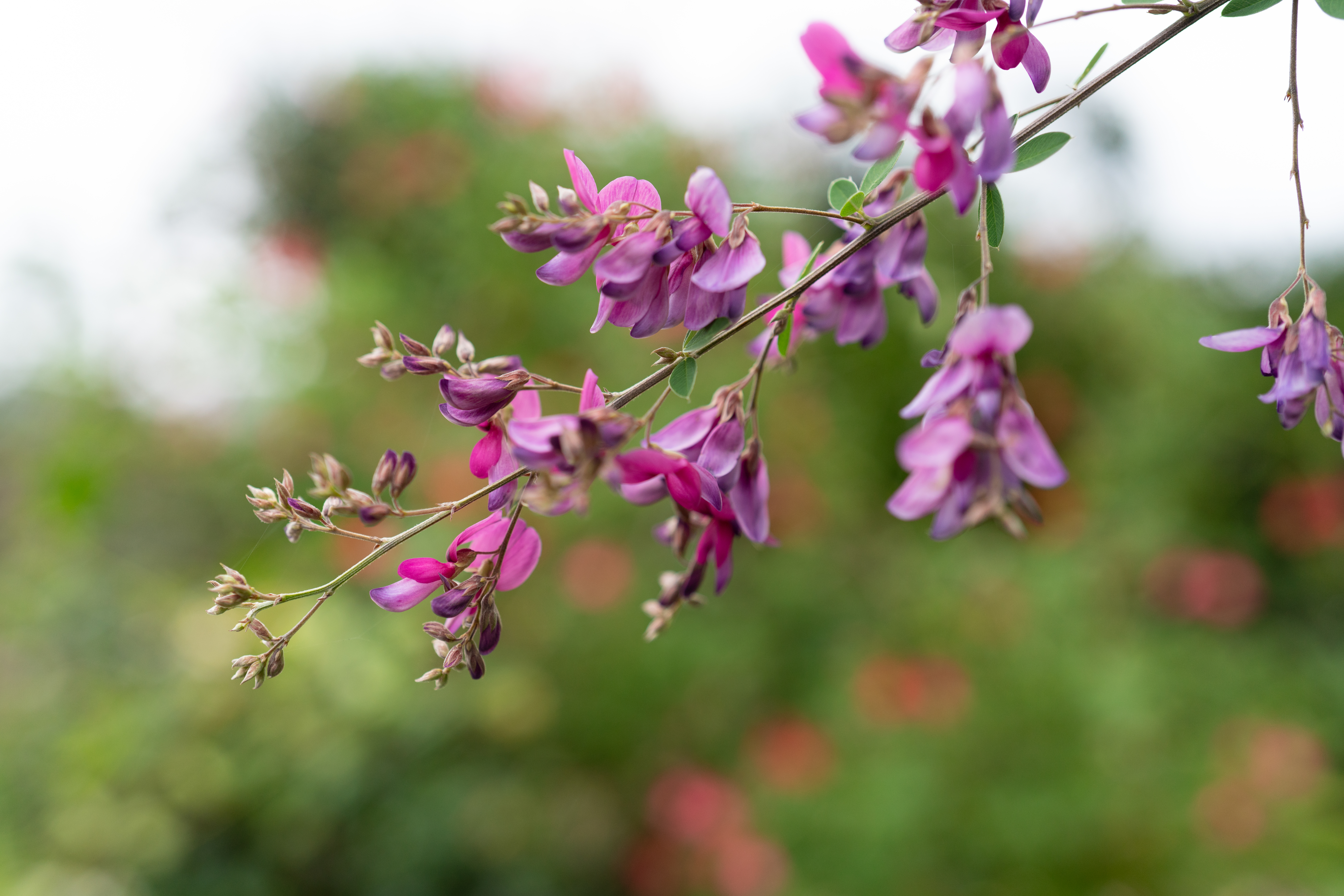 ソニー α7R III / ZEISS Batis 2/40 CF / 40mm / 絞り優先AE（1/1000秒・F2.0・-0.5EV） / ISO 400