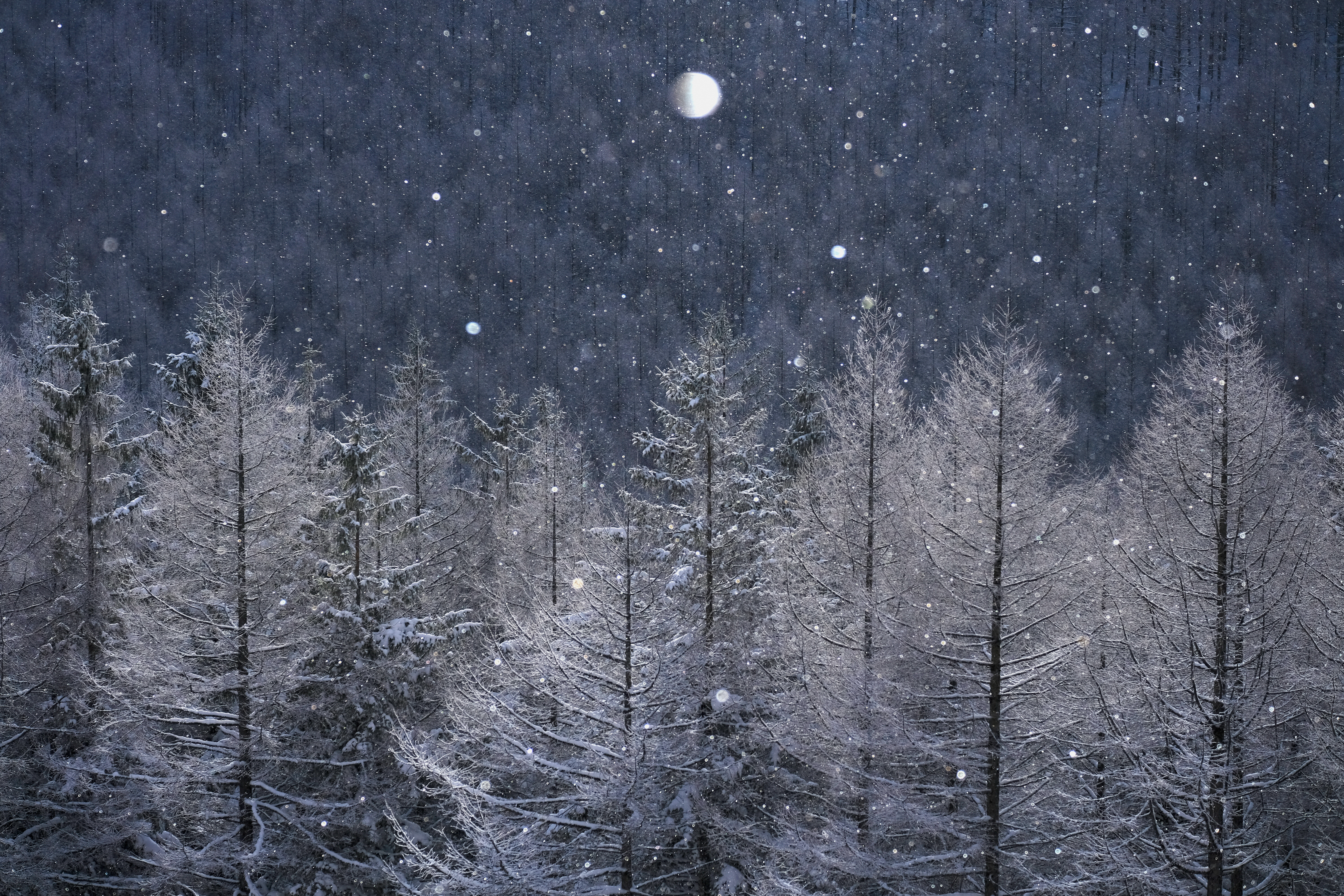 撮影：辰野清<br>X-H1 / 95mm（143mm相当） / 絞り優先AE（1/750秒・F5.0・-1.7EV） / ISO 100