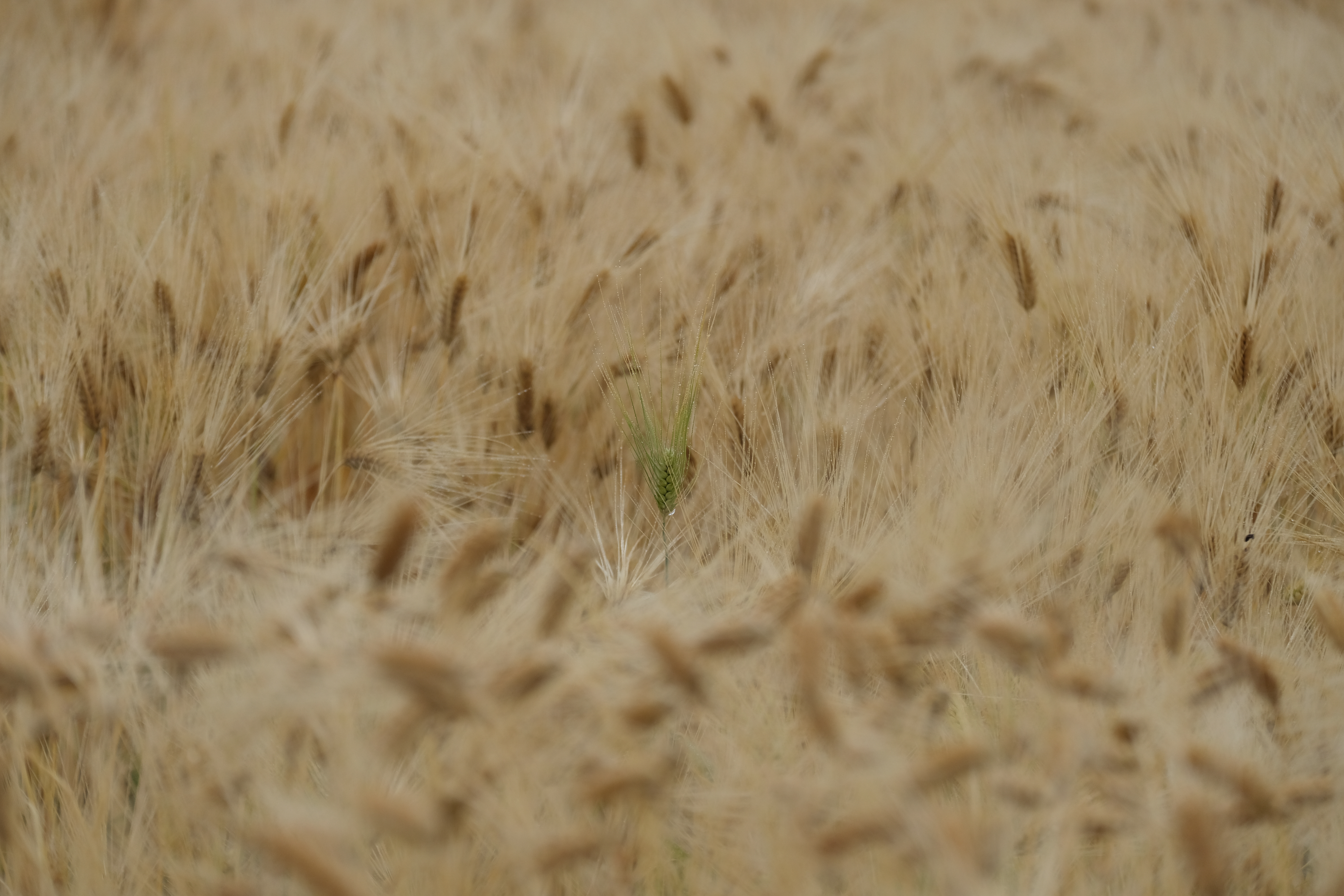 撮影：辰野清<br>X-H1 / 99.8mm（150mm相当） / 絞り優先AE（1/1250秒・F4.0・+0.3EV） / ISO 400