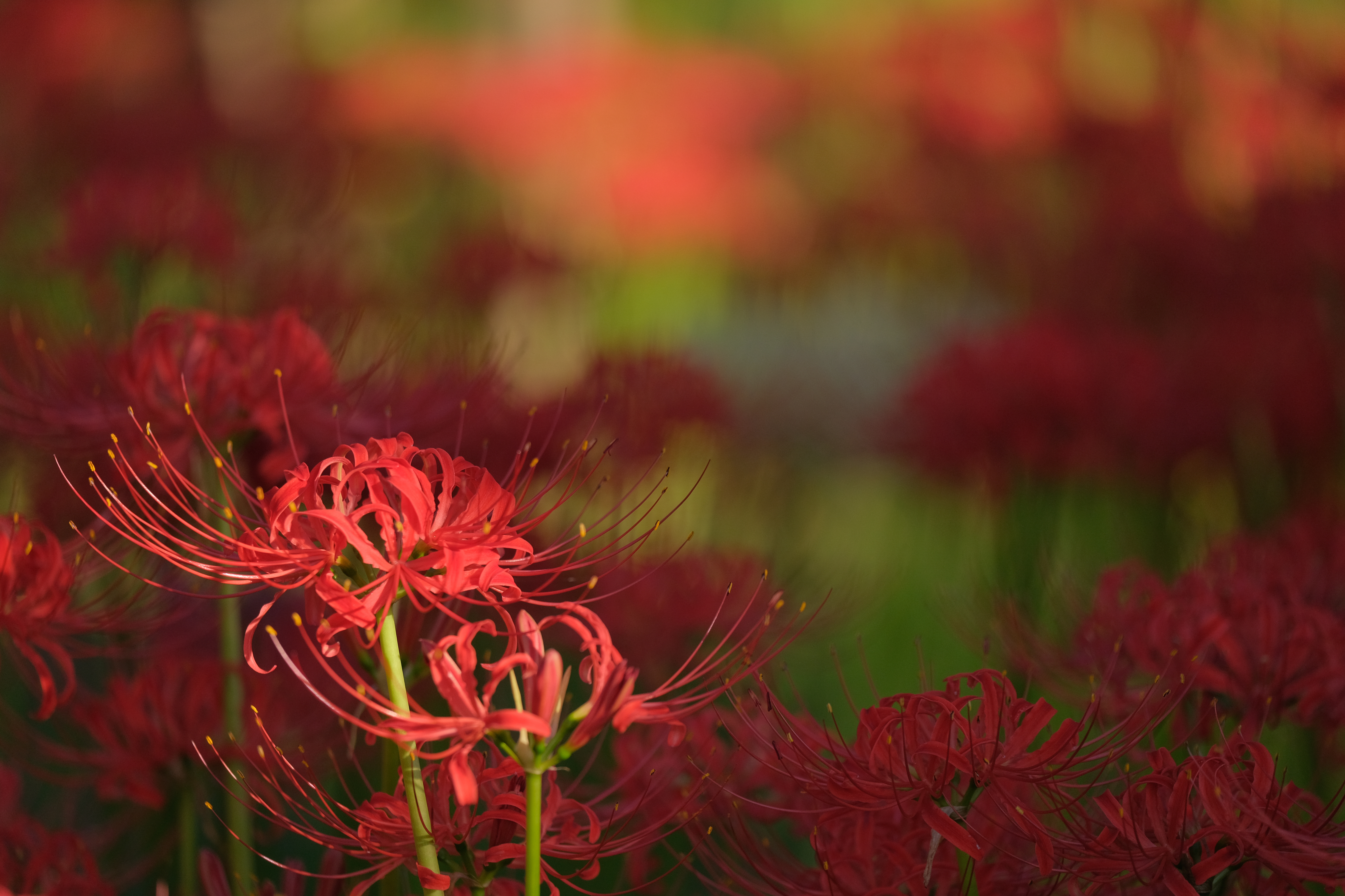 撮影：辰野清<br>X-T3 / 115mm（173mm相当） / ノーマルプログラム（1/20秒・F14・±0EV） / ISO 400