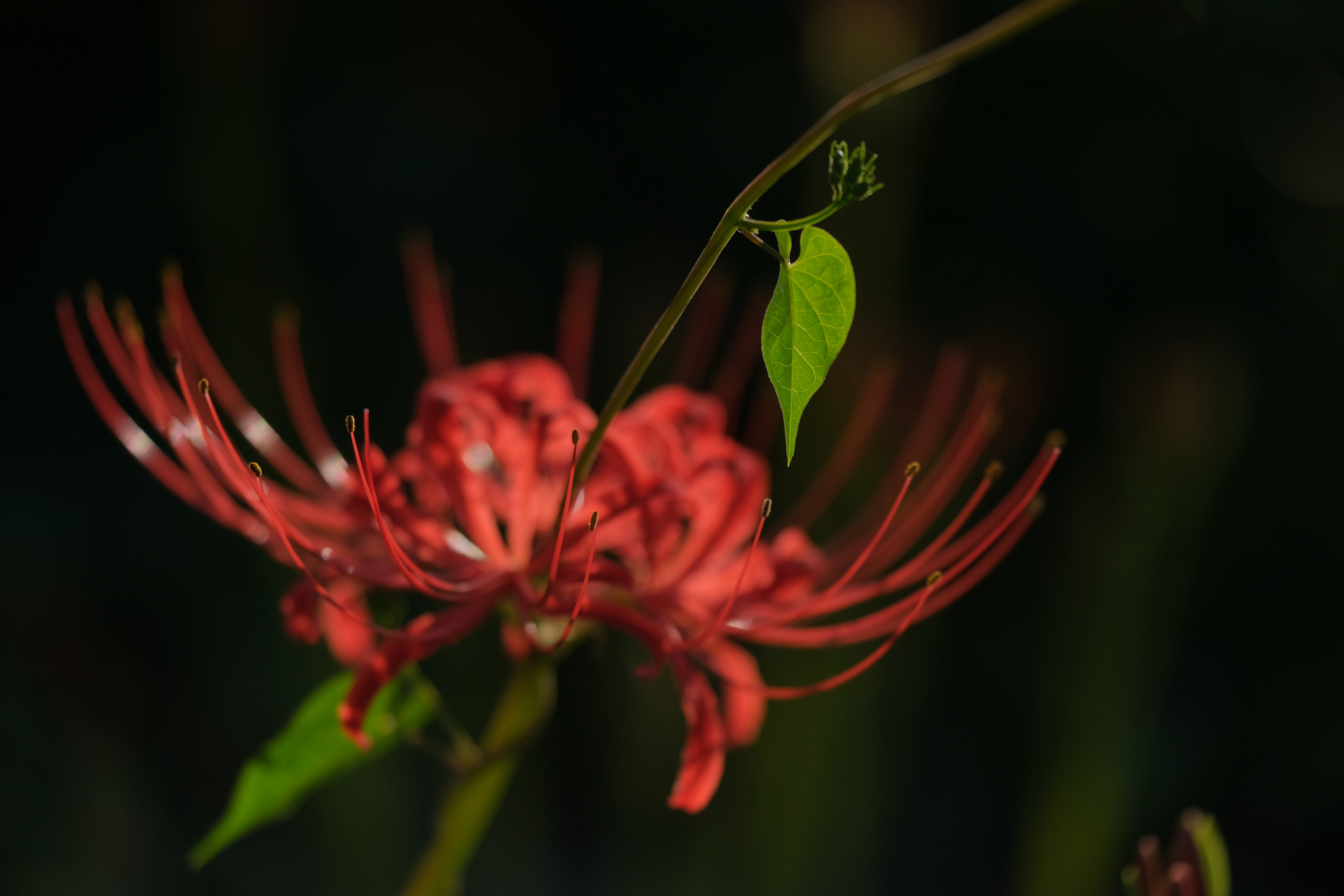 撮影：辰野清<br>X-T3 / 140mm（210mm相当） / 絞り優先AE（1/6400秒・F2.8・-2.7EV） / ISO 400
