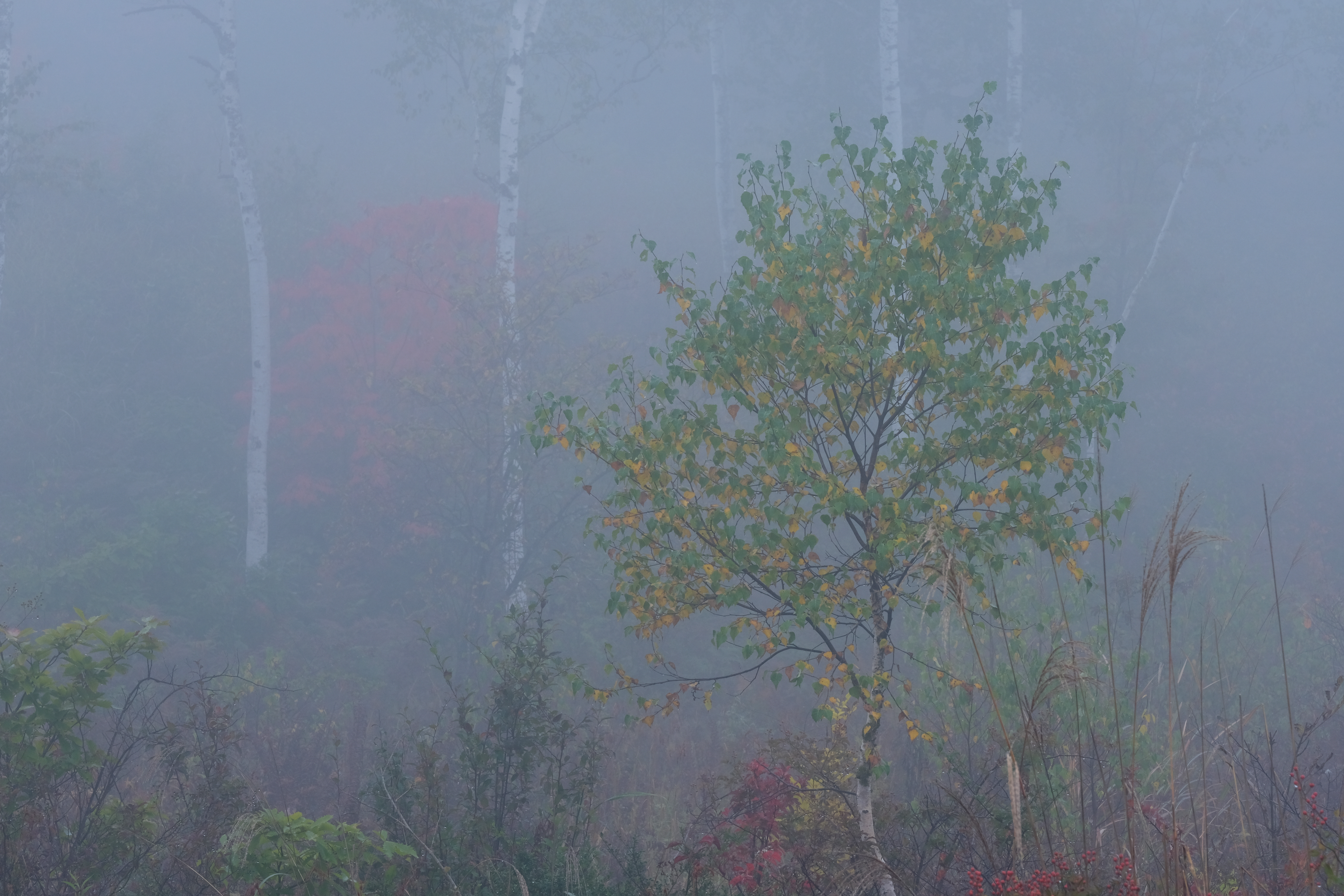 撮影：辰野清<br>X-T3 / 115mm（173mm相当） / 絞り優先AE（1/20秒・F14・±0EV） / ISO 400
