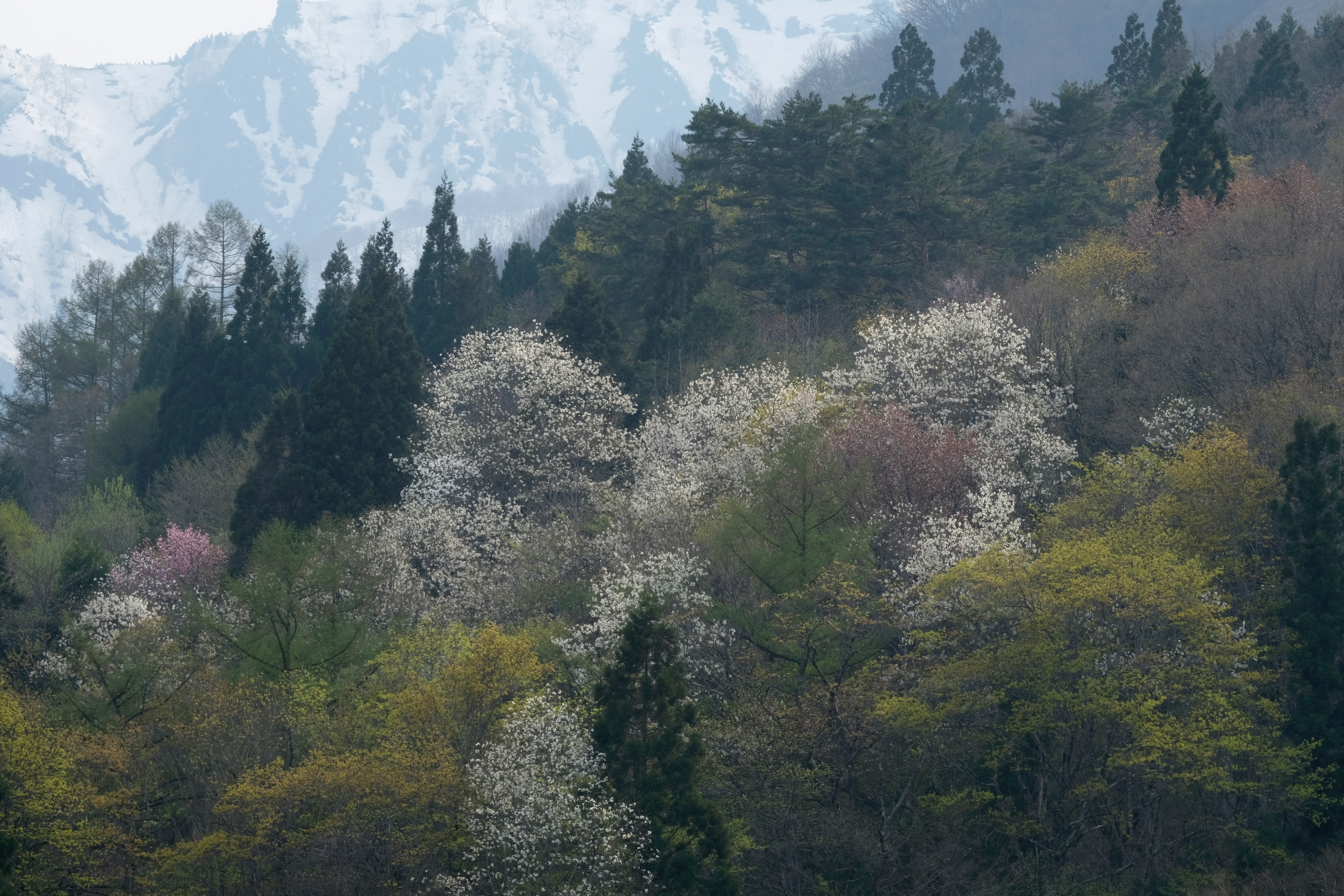 撮影：辰野清<br>X-H1 / 137.7mm（207mm相当） / 絞り優先AE（1/70秒・F11・-0.3EV） / ISO 200