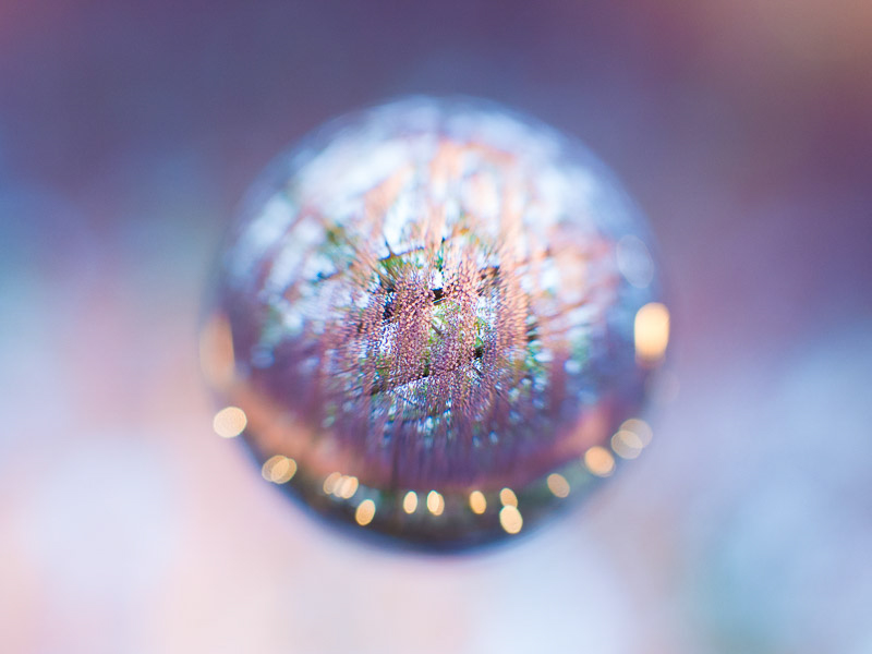 OLYMPUS PEN E-P5 / M.ZUIKO DIGITAL 17mm F1.8 + soratama 72 + 接写リング / F3.5