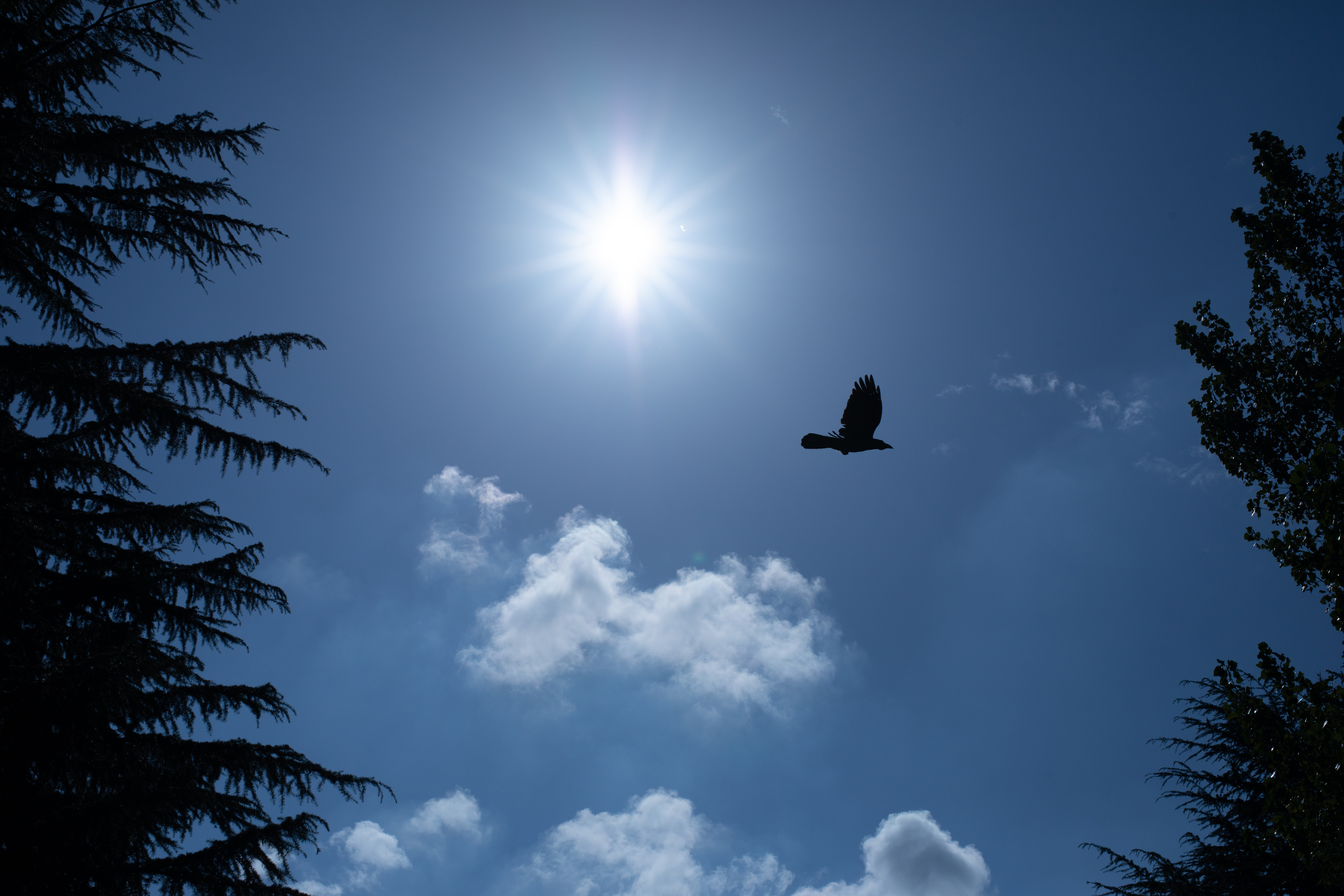 EOS 5D Mark IV / opera 50mm F1.4 FF / マニュアル露出（1/5,000秒・F11） / ISO 100