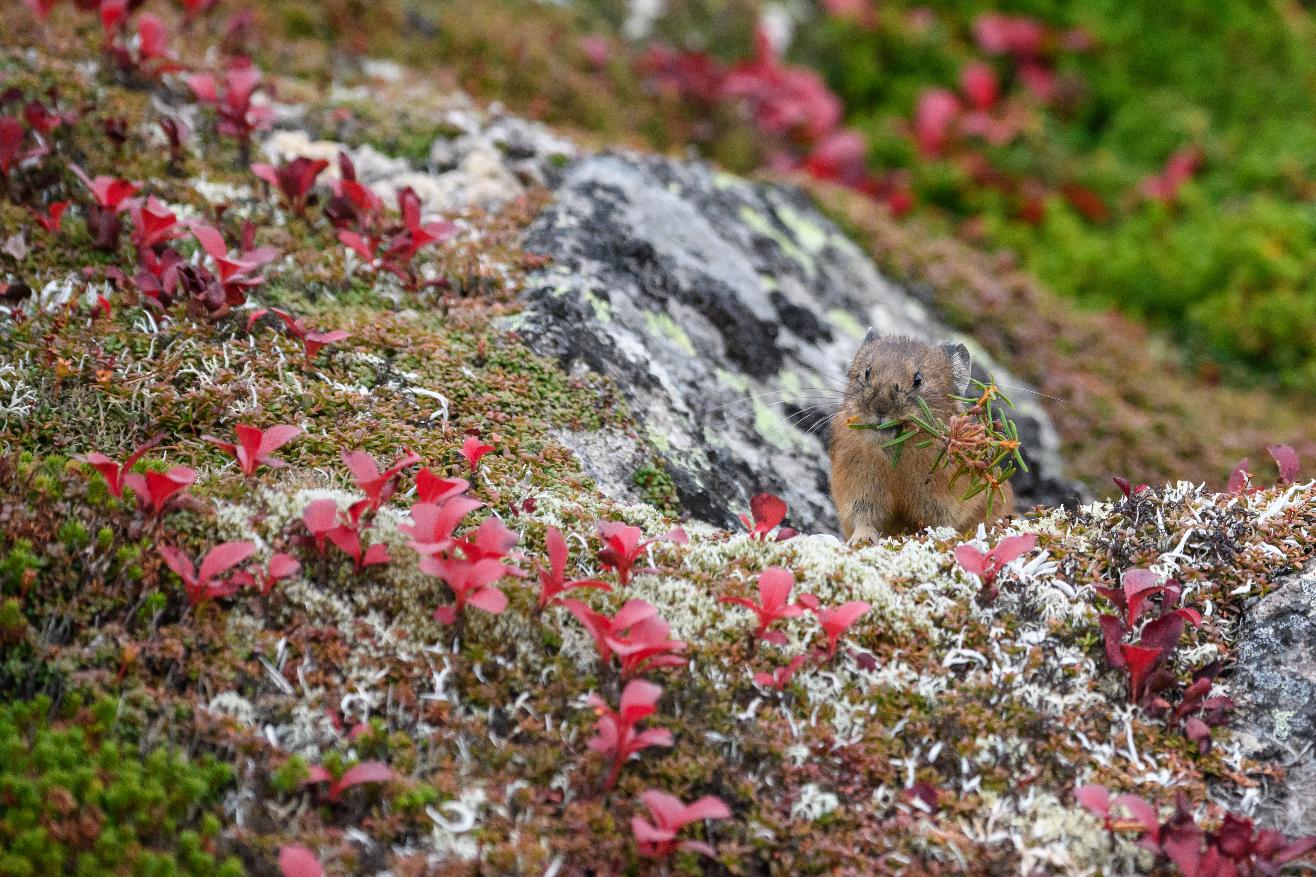 撮影：半田菜摘<br><span class="fnt-85">ニコン D850 / AF-S NIKKOR 80-400mm f/4.5-5.6G ED VR / 250mm / マニュアル露出（F5.6・1/640秒） / ISO 2000</span>