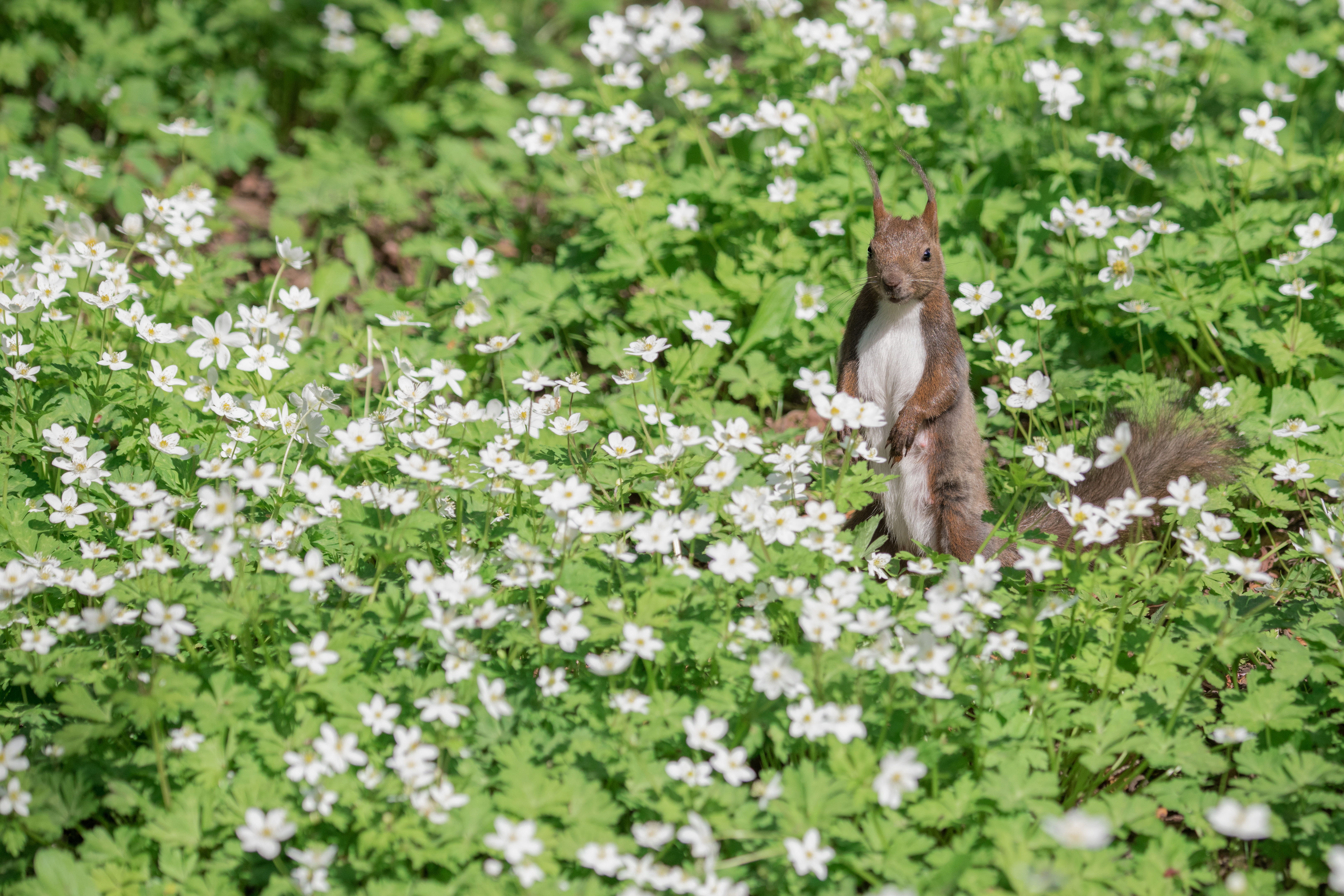 撮影：半田菜摘<br><span class="fnt-85">ニコン D850 / AF-S NIKKOR 80-400mm f/4.5-5.6G ED VR / 195mm / マニュアル露出（F5.3・1/1250秒） / ISO 400</span>