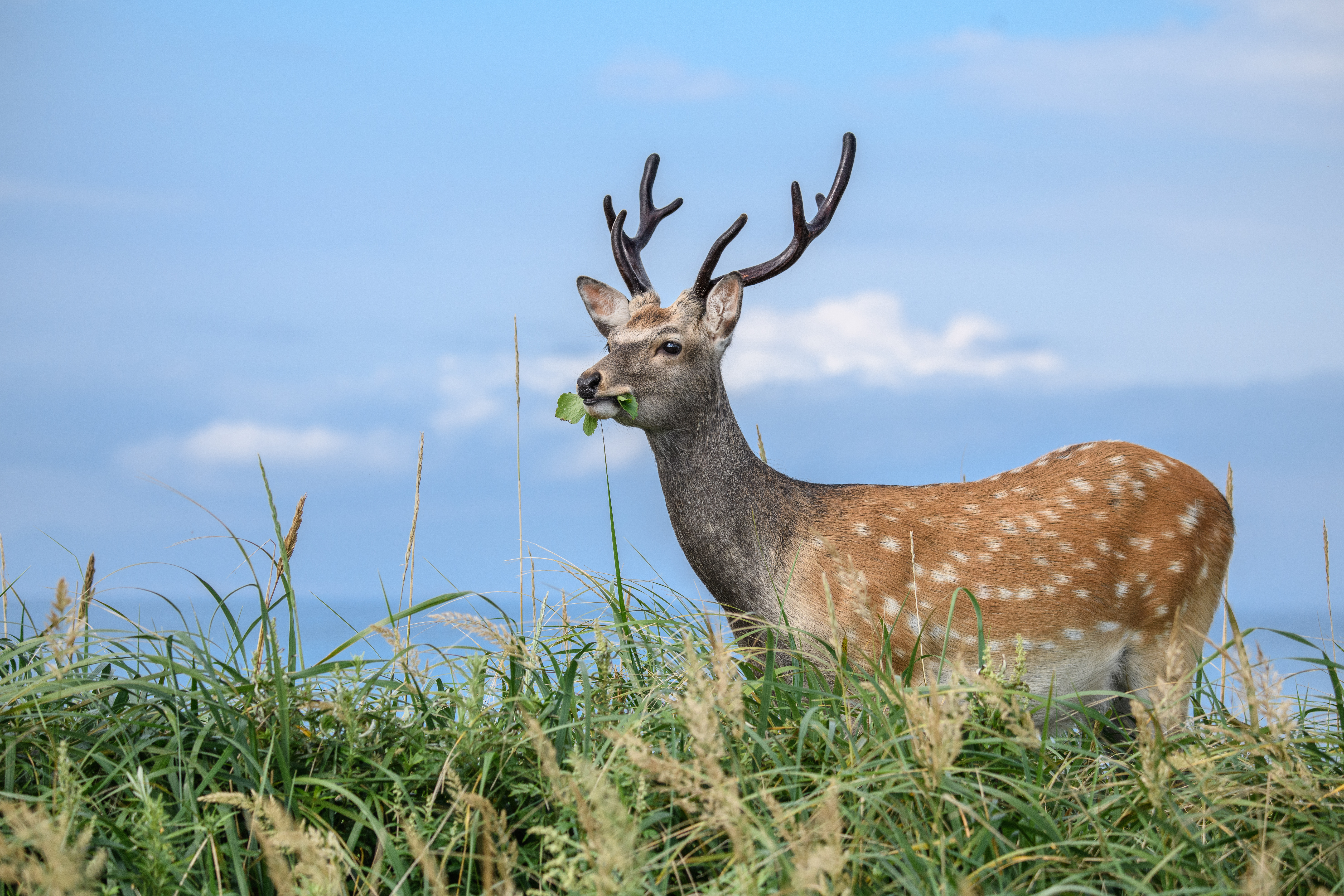 撮影：半田菜摘<br><span class="fnt-85">ニコン D850 / AF-S NIKKOR 80-400mm f/4.5-5.6G ED VR / 160mm / マニュアル露出（F5.0・1/2500秒） / ISO 640</span>