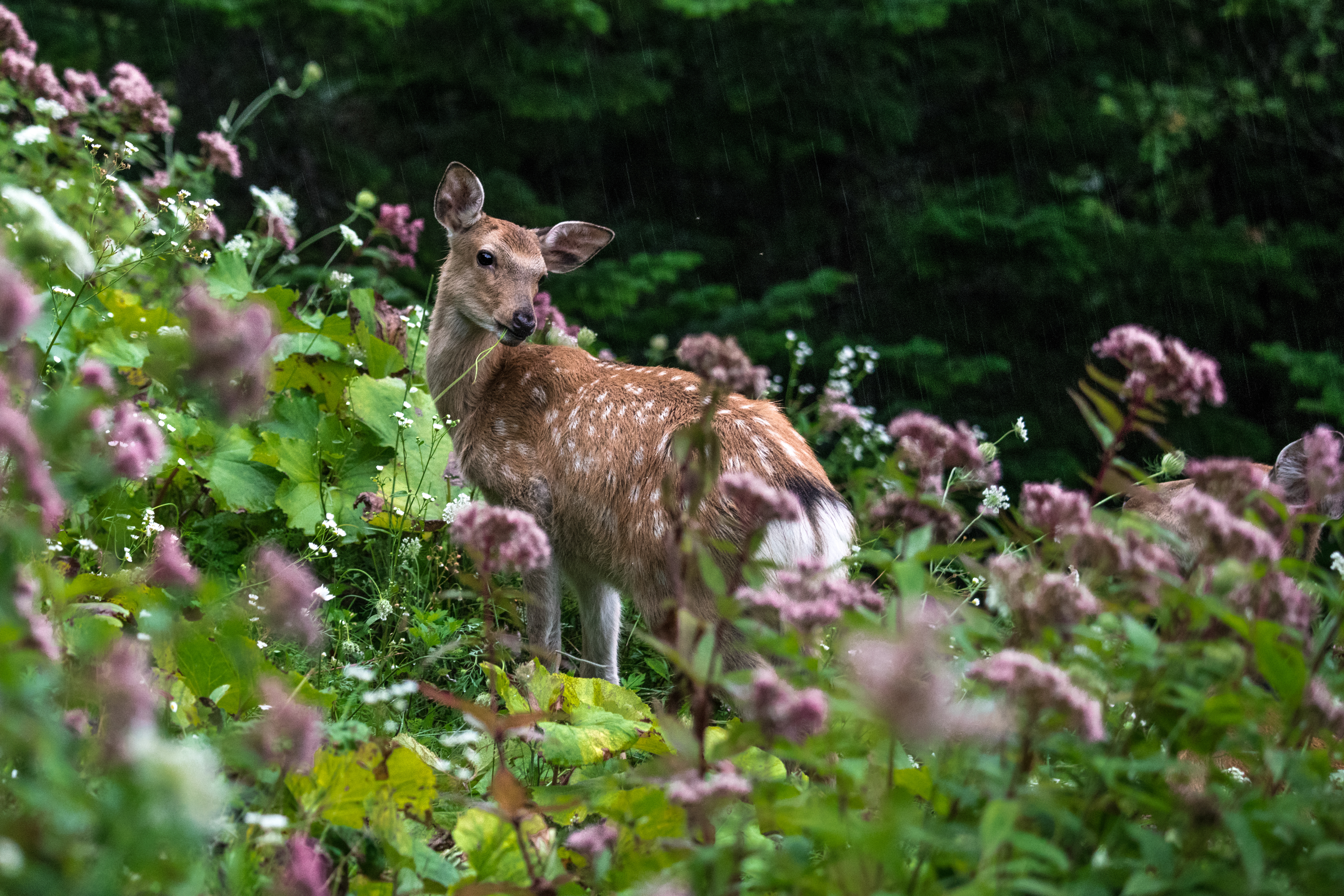 撮影：半田菜摘<br><span class="fnt-85">ニコン D850 / AF-S NIKKOR 80-400mm f/4.5-5.6G ED VR / 150mm / マニュアル露出（F5.0・1/100秒・-3.3EV） / ISO 1600</span>