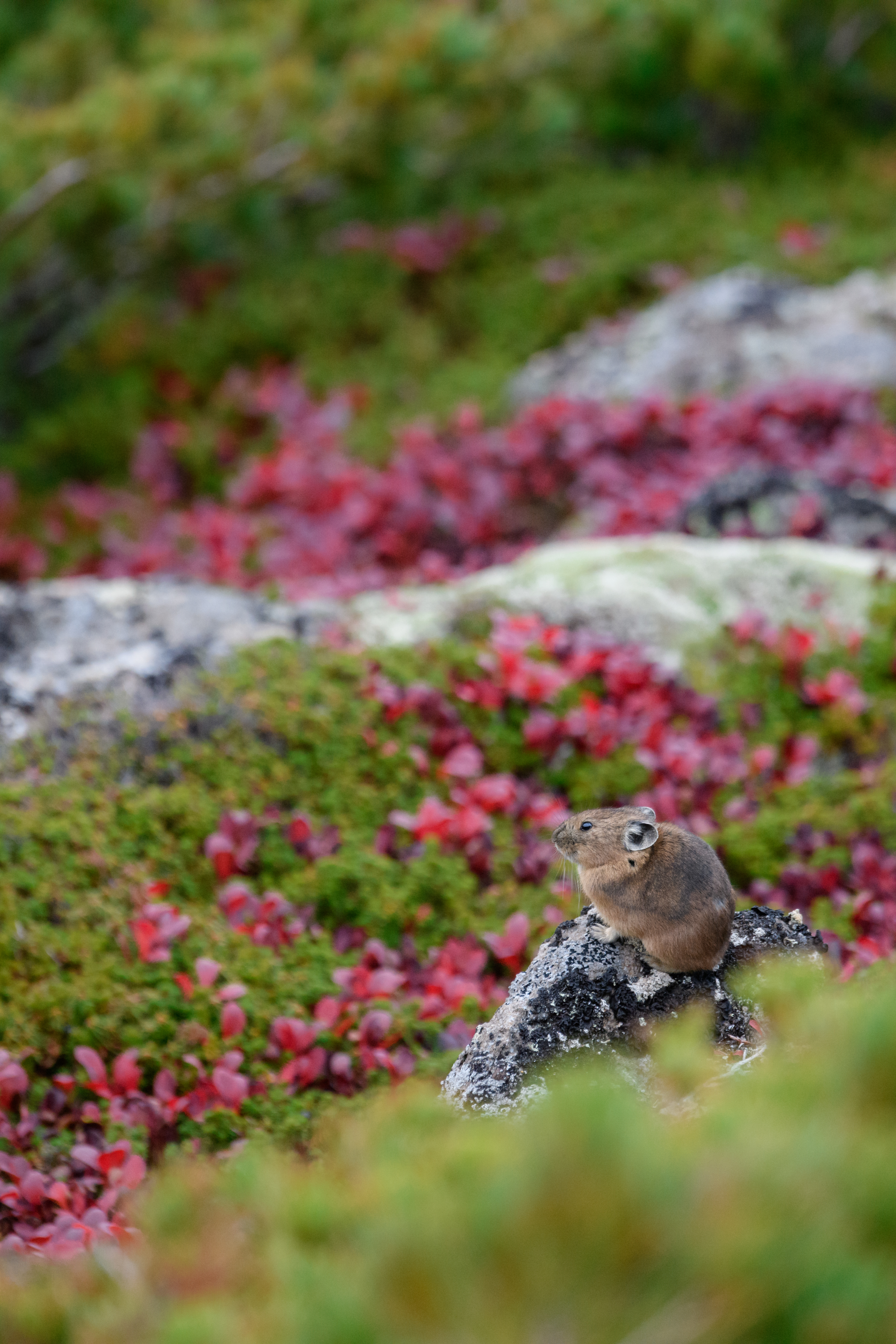 撮影：半田菜摘<br><span class="fnt-85">ニコン D850 / AF-S NIKKOR 80-400mm f/4.5-5.6G ED VR / 340mm / マニュアル露出（F5.6・1/340秒） / ISO 2000</span>