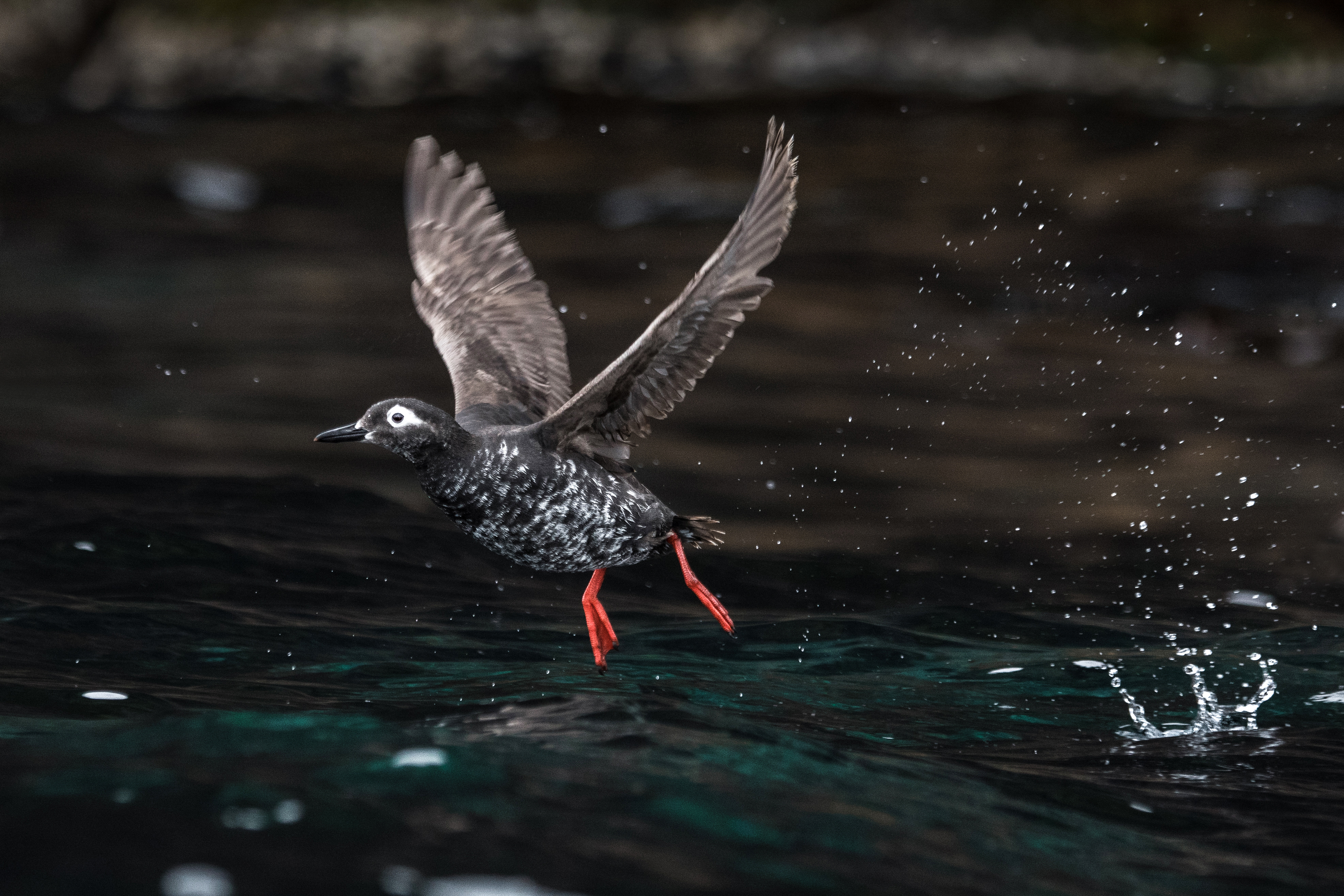 撮影：半田菜摘<br><span class="fnt-85">ニコン D850 / AF-S NIKKOR 80-400mm f/4.5-5.6G ED VR / 250mm / マニュアル露出（F5.6・1/1600秒・-4.7EV） / ISO 640</span>