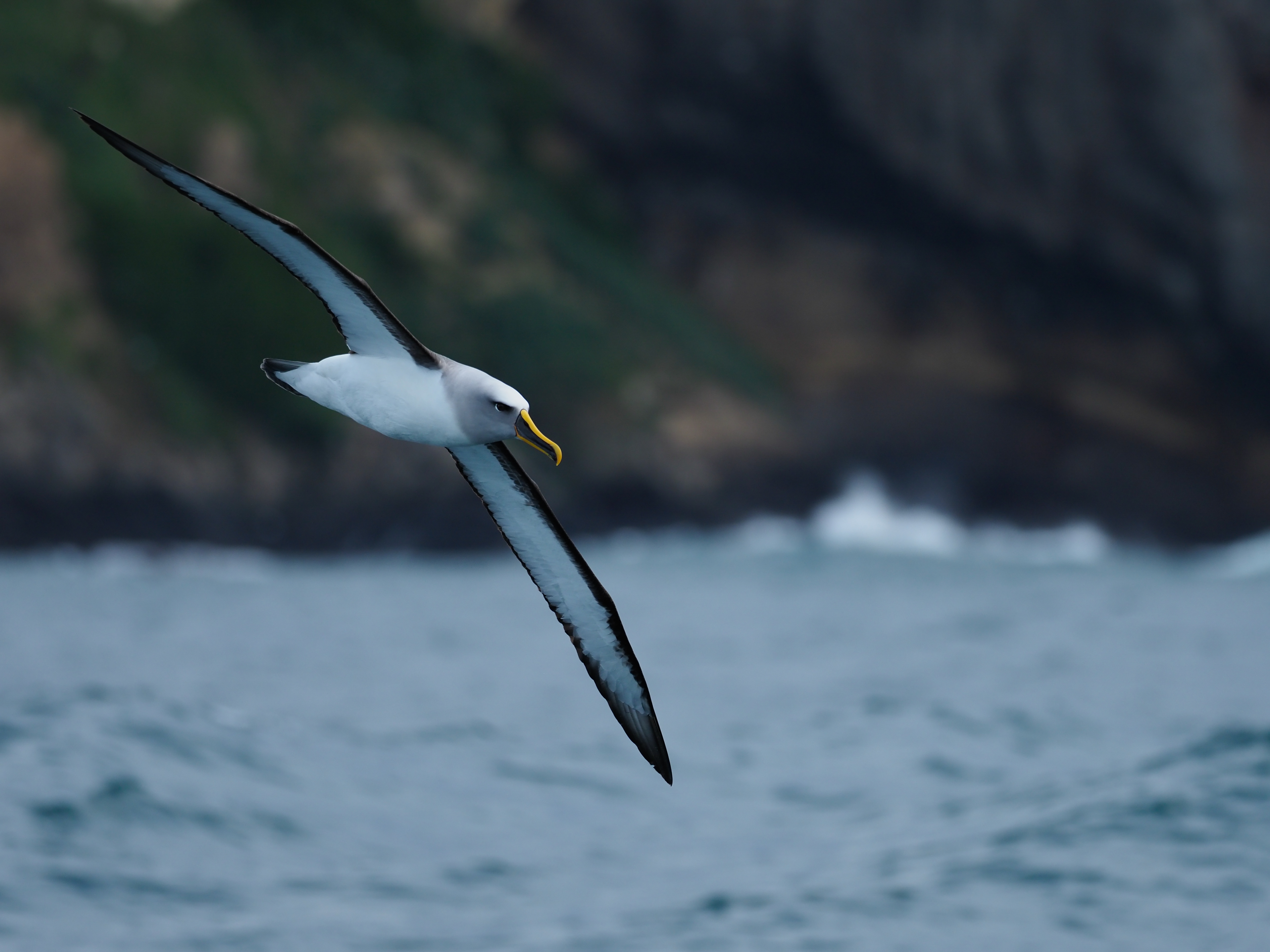 撮影：菅原貴徳<br><span class="fnt-85">OLYMPUS OM-D E-M1 Mark II / M.ZUIKO DIGITAL ED 300mm F4.0 IS PRO / 300mm（35mm判換算600mm） / 絞り優先AE（F4.0・1/1,250秒・±0EV） / ISO 320</span>