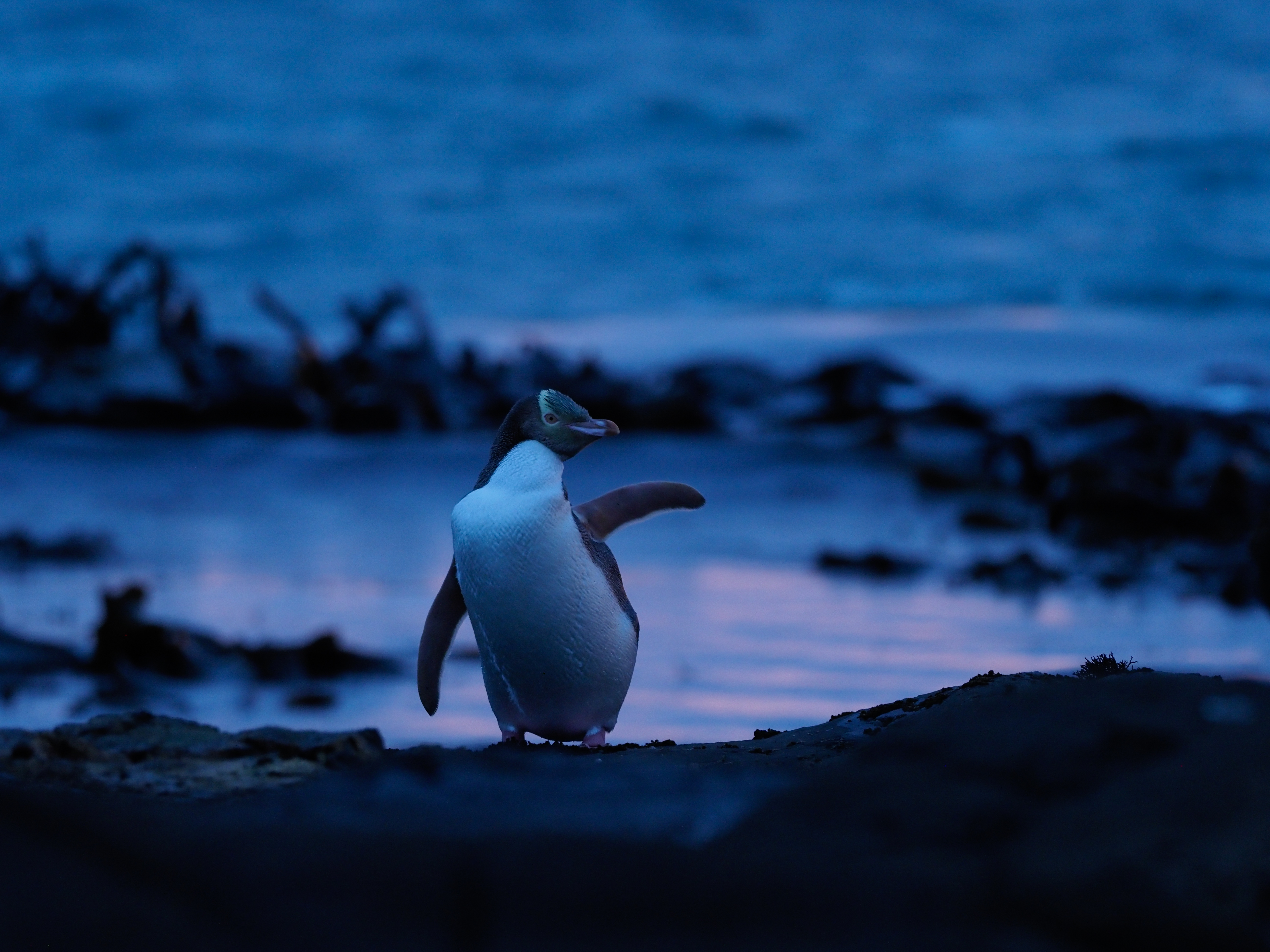 撮影：菅原貴徳<br><span class="fnt-85">OLYMPUS OM-D E-M1 Mark II / M.ZUIKO DIGITAL ED 300mm F4.0 IS PRO +M.ZUIKO DIGITAL 1.4x Teleconverter MC-14 / 420mm（35mm判換算840mm） / 絞り優先AE（F5.6・1/10秒・-0.7EV） / ISO 1000</span>
