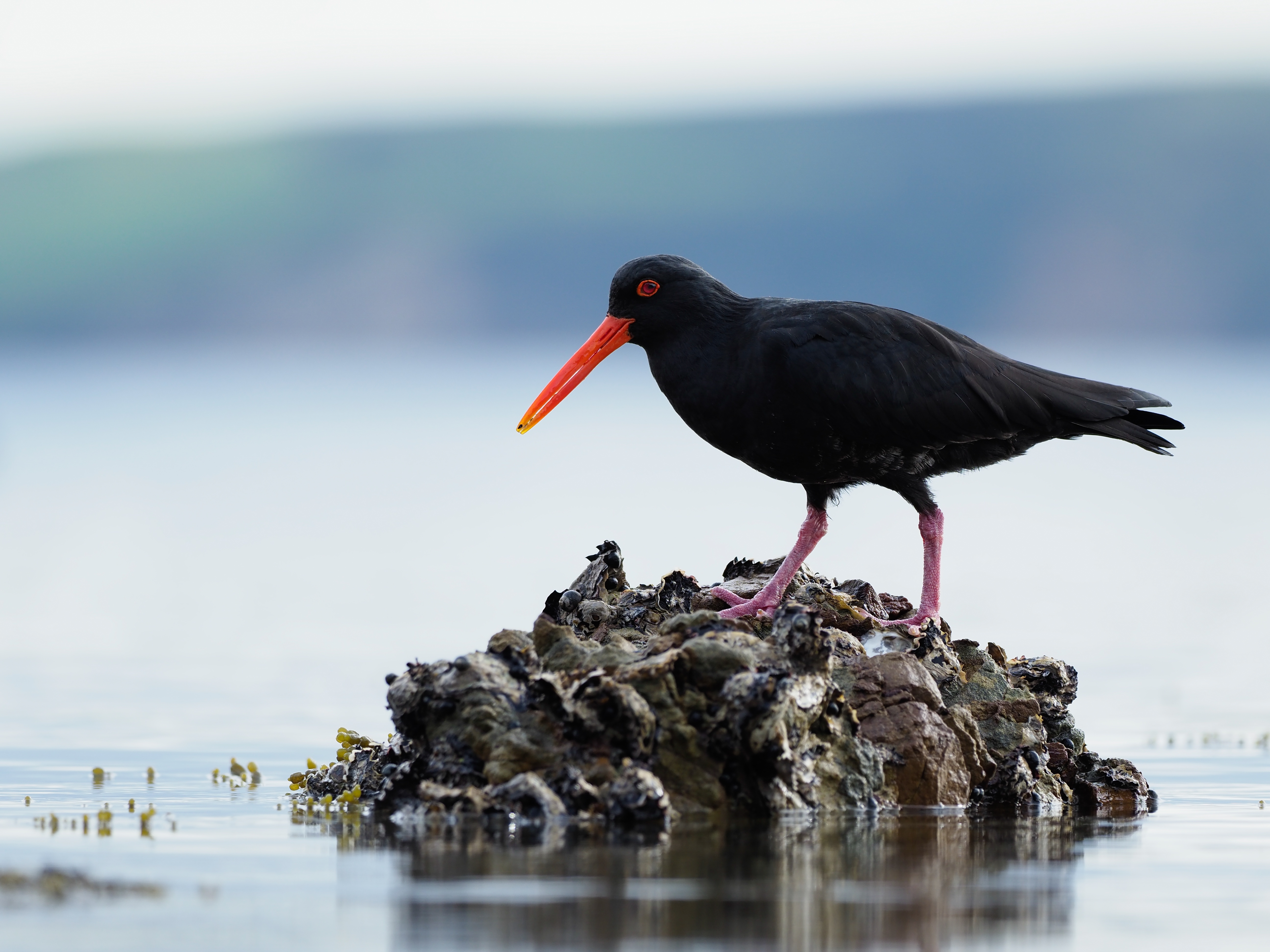 撮影：菅原貴徳<br><span class="fnt-85">OLYMPUS OM-D E-M1 Mark II / M.ZUIKO DIGITAL ED 300mm F4.0 IS PRO / 300mm（35mm判換算600mm） / 絞り優先AE（F4.0・1/400秒・+0.3EV） / ISO 250</span>