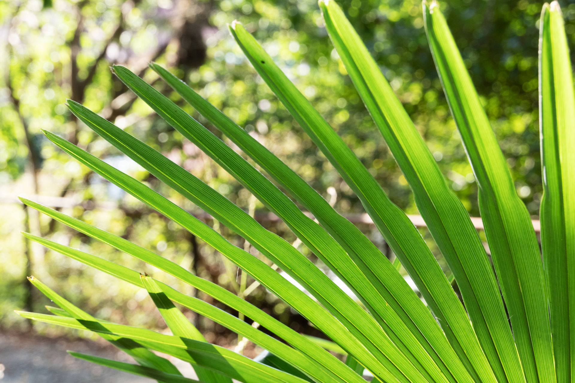 こちらもテレ側の至近撮影。近接しても合焦部の解像は落ちない。ライカCL / ISO800 / F8.0 / 1/100秒 / WB:オート / 56mm