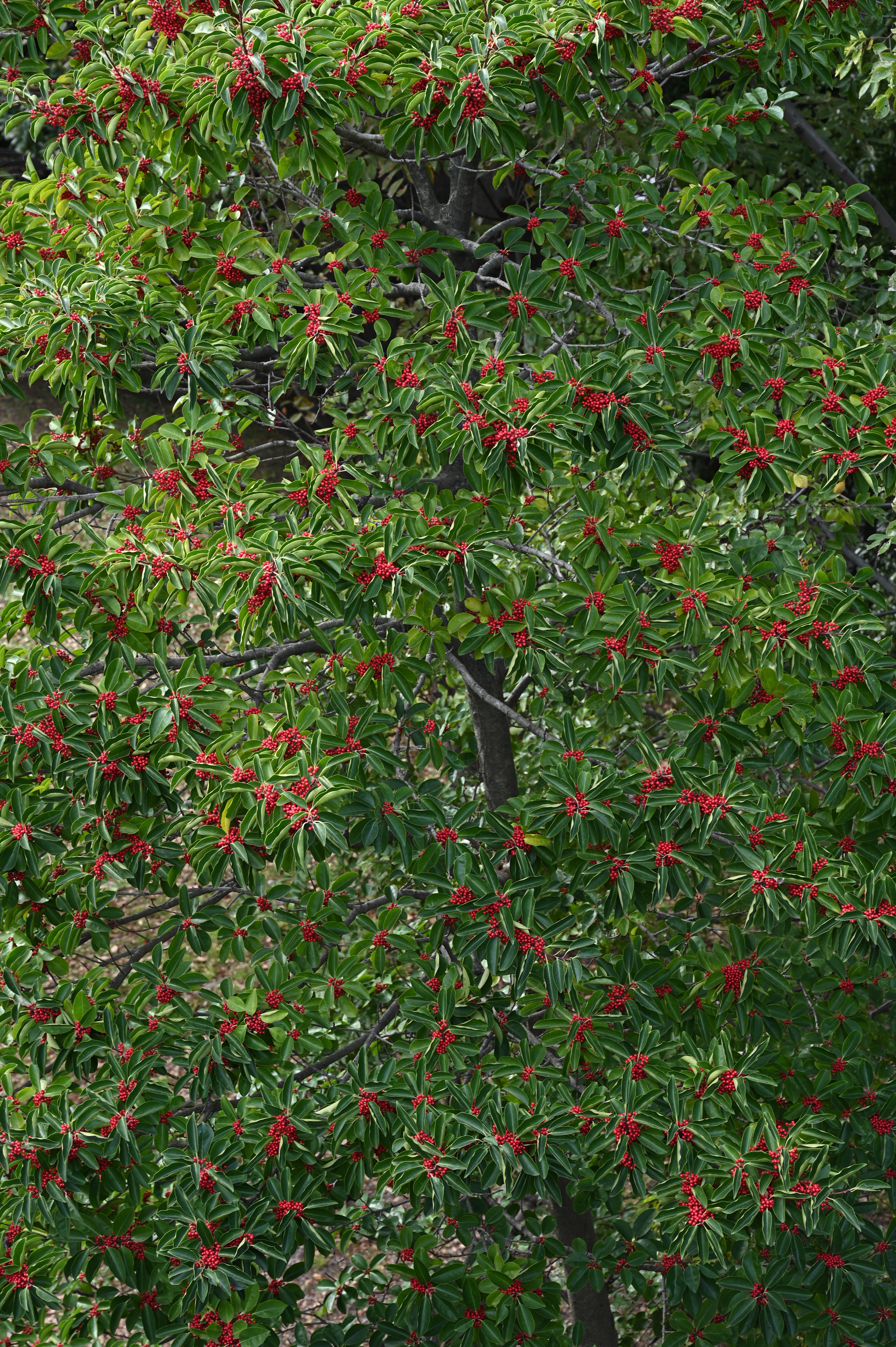 Z 6 / NIKKOR Z 24-70mm f/4 S / 70mm / 絞り優先AE（1/30秒・F8・-0.7EV） / ISO 100