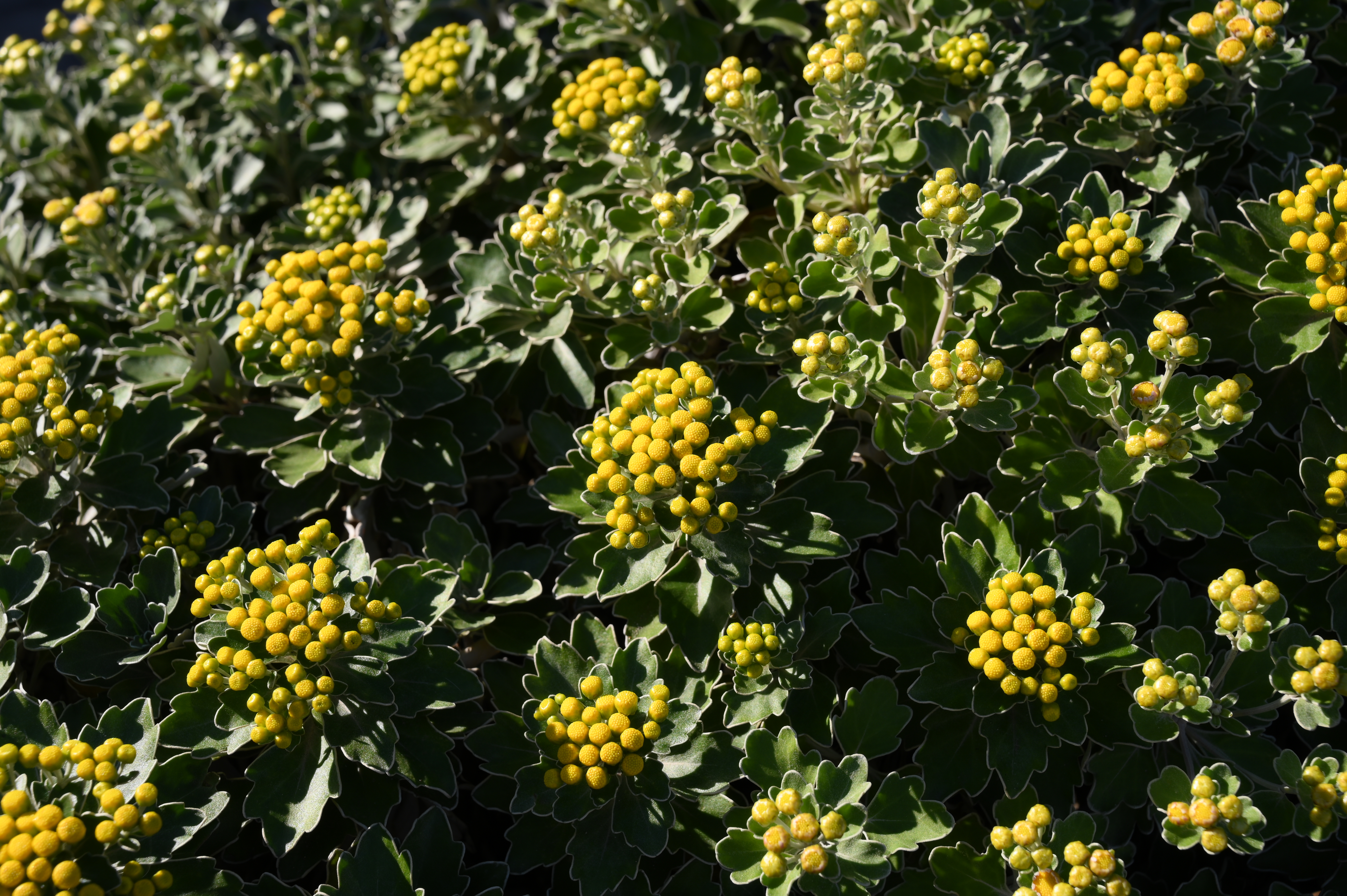 ミドルレンジシャープ -5<br>Z 6 / NIKKOR Z 24-70mm f/4 S / 48mm / 絞り優先AE（1/250秒・F8・±0EV） / ISO 100