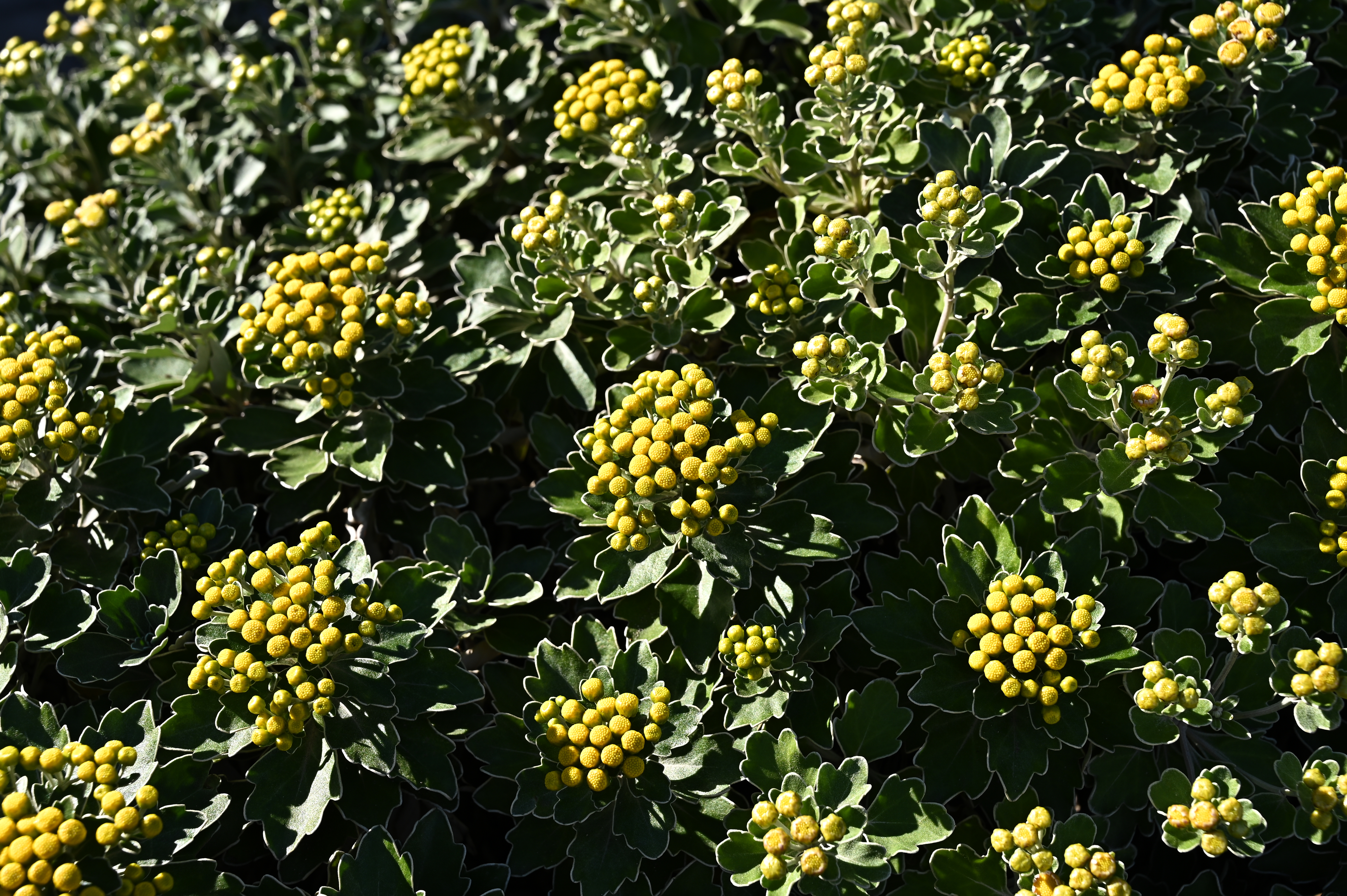 くっきり +2<br>Z 6 / NIKKOR Z 24-70mm f/4 S / 48mm / 絞り優先AE（1/250秒・F8・±0EV） / ISO 100