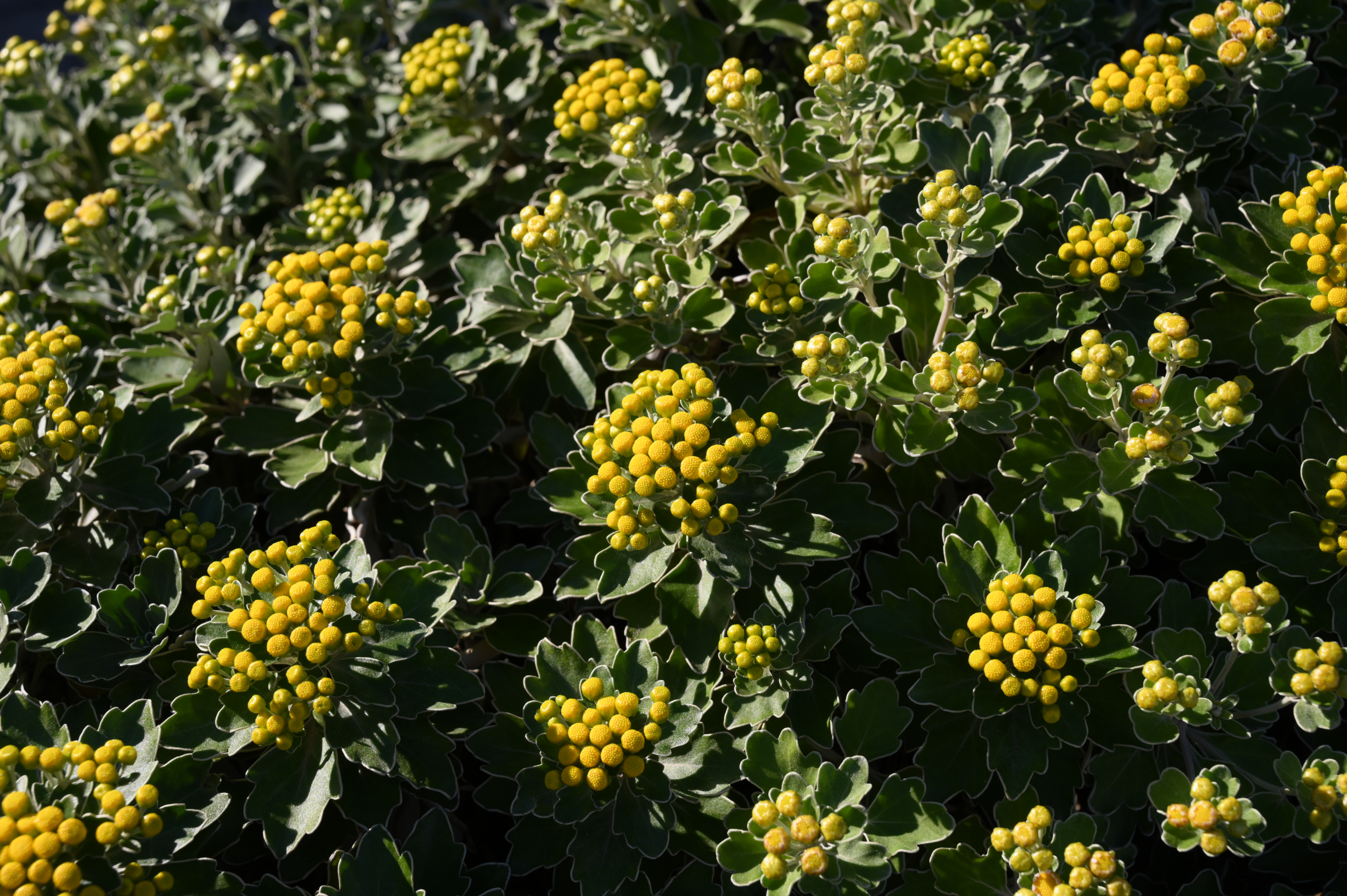 やわらか -2<br>Z 6 / NIKKOR Z 24-70mm f/4 S / 48mm / 絞り優先AE（1/250秒・F8・±0EV） / ISO 100