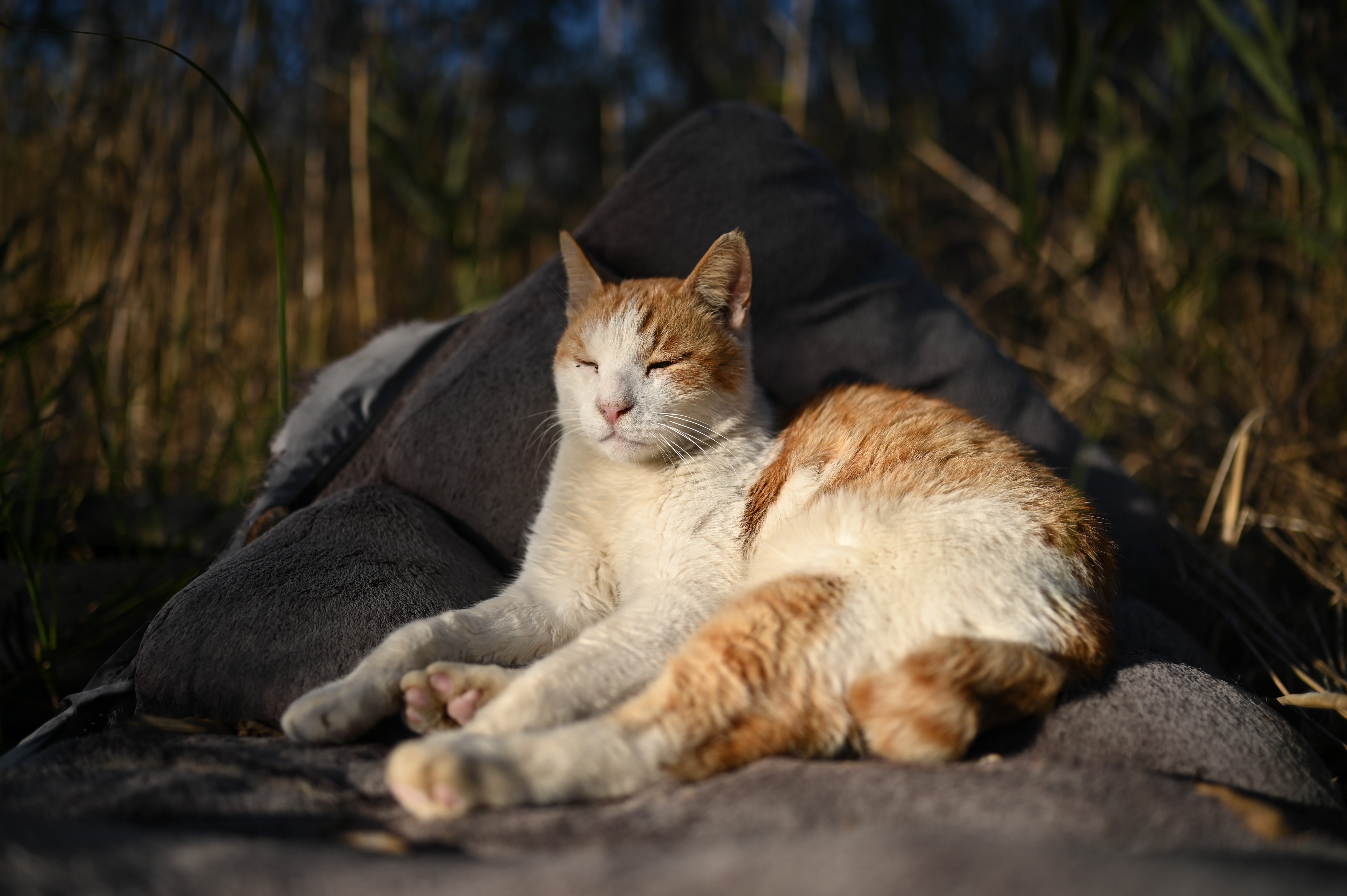 Z 6 / NIKKOR Z 35mm f/1.8 S / 35mm / 絞り優先AE（1/8000秒・F1.8・-0.3EV） / ISO 100