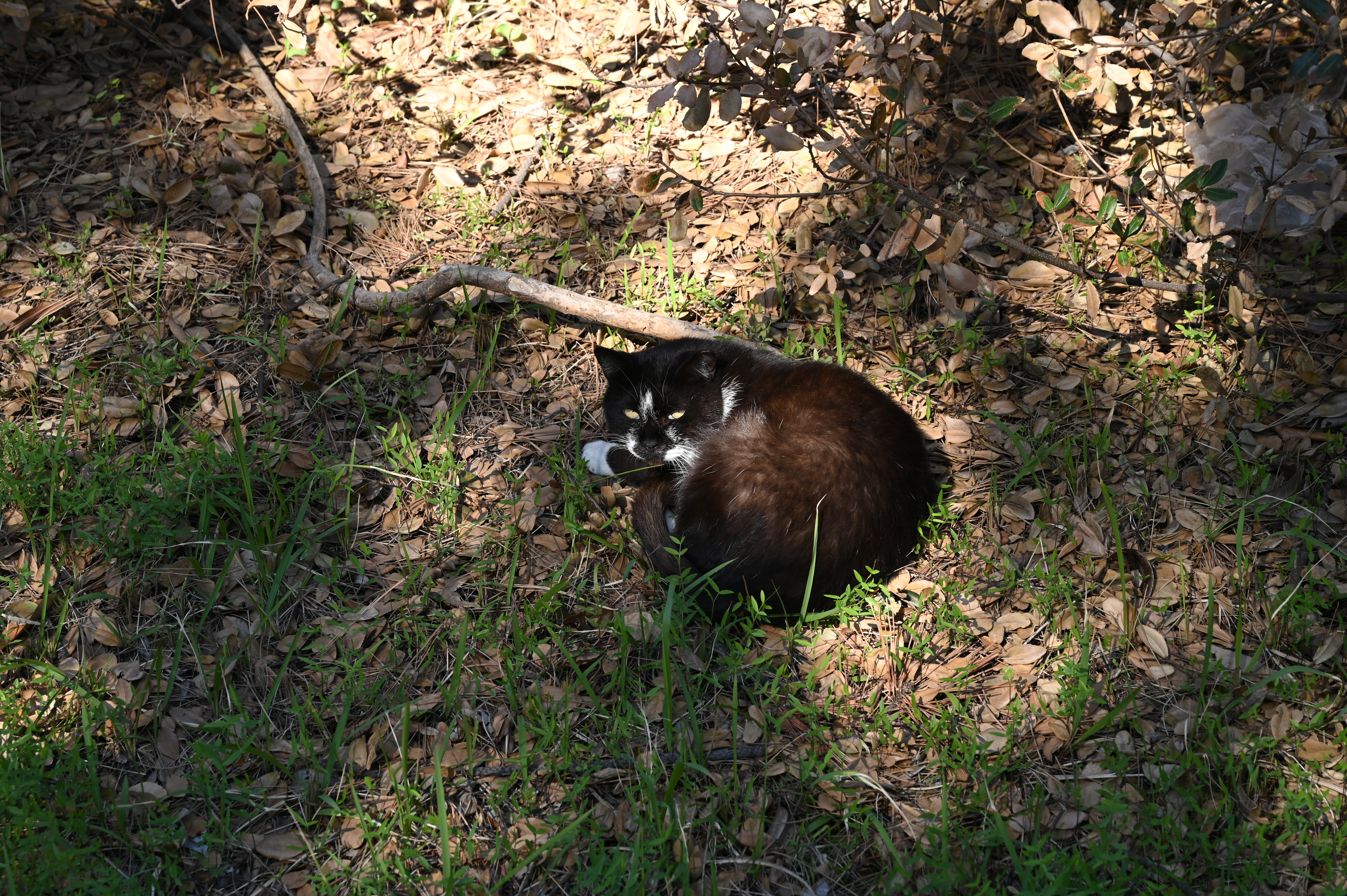 Z 6 / NIKKOR Z 24-70mm f/4 S / 70mm / 絞り優先AE（1/60秒・F8・±0EV） / ISO 100