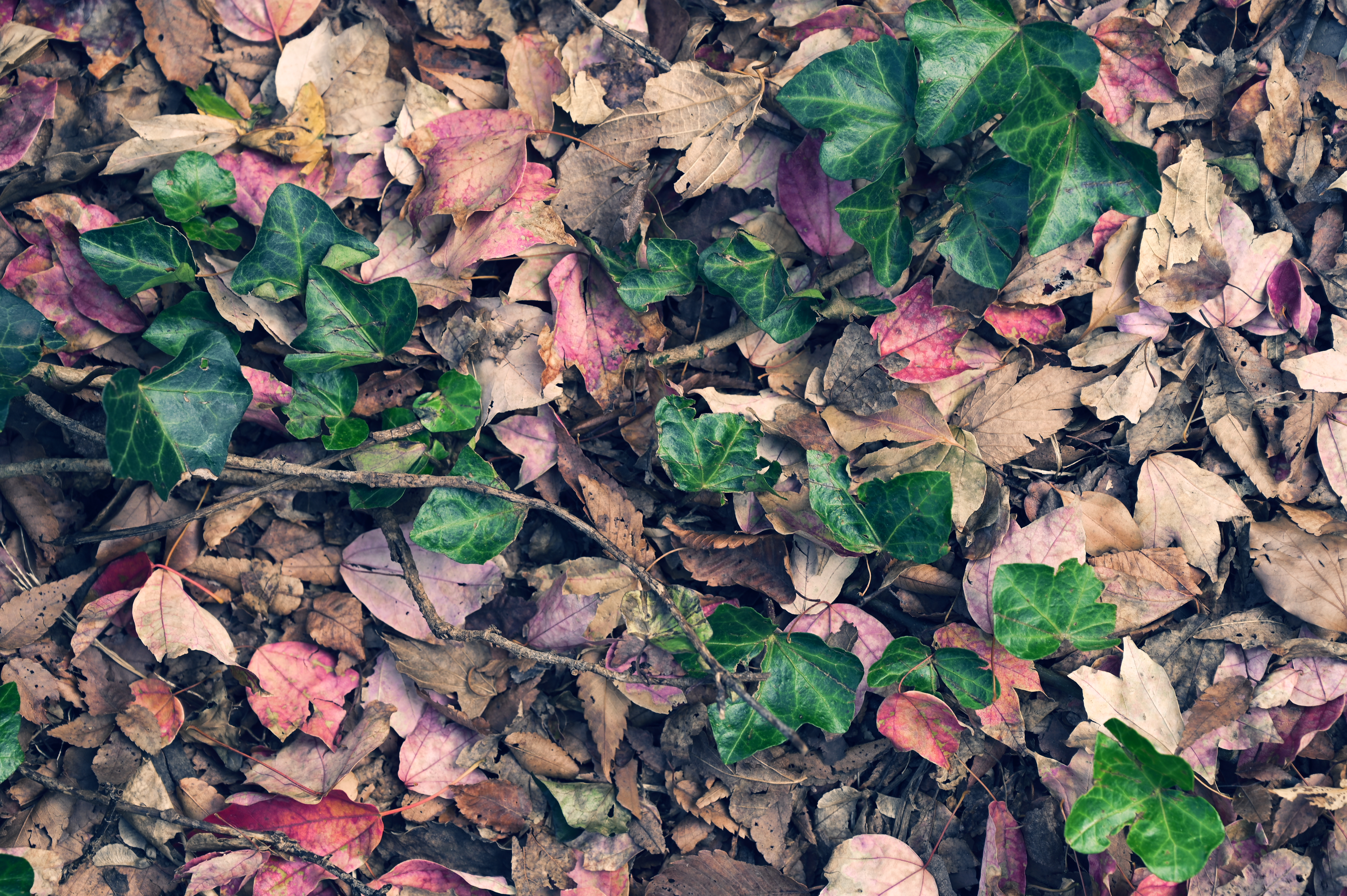 Z 6 / NIKKOR Z 24-70mm f/4 S / 70mm / 絞り優先AE（1/60秒・F5.6・±0EV） / ISO 100