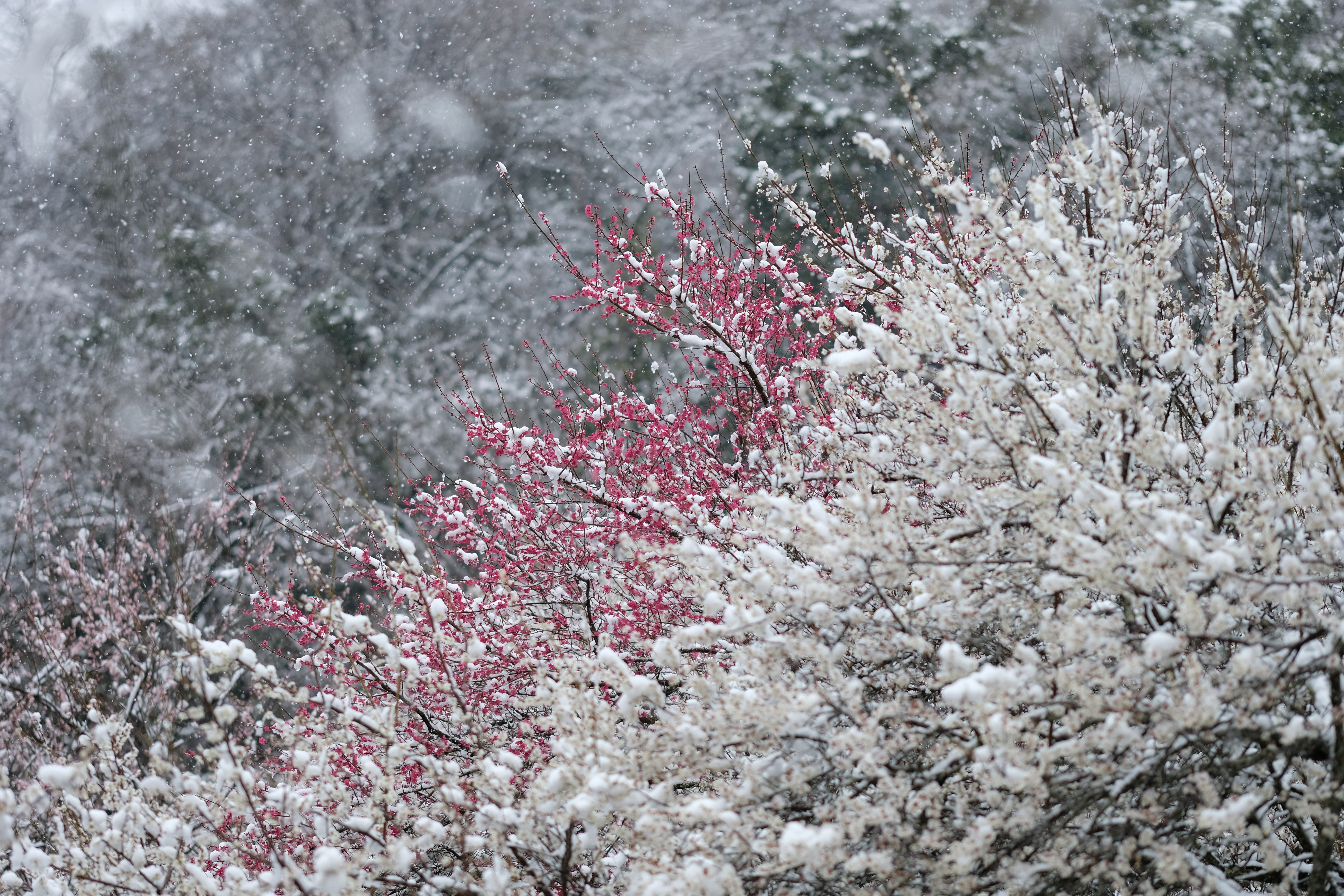 高尾の梅。春先3月雪と共に。<br>X-H1 / XF90mmF2 R LM WR / 90mm（135mm相当） / 絞り優先AE（1/1,100秒・F2.0・±0.0EV） / ISO 200