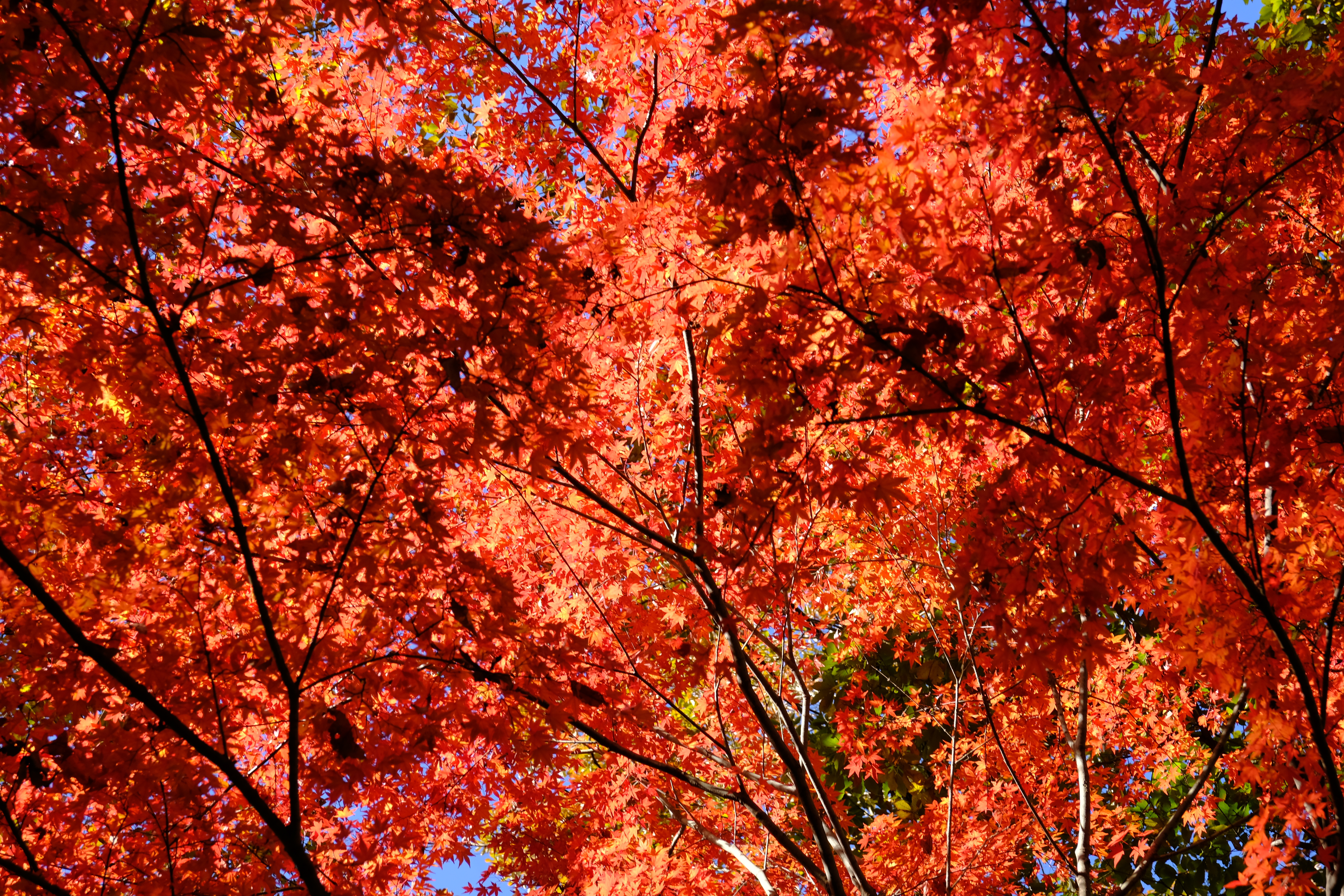 高尾山頂近くの紅葉。昨年の11月下旬に撮影。<br>X-Pro2 / XF16-55mmF2.8 R LM WR / 55mm（83mm相当） / 絞り優先AE（1/100秒・F8.0・±0.0EV） / ISO 200