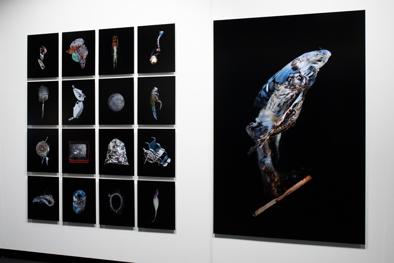 展示風景。一番大きな写真は「フクロウの剥製」だが、片方の羽が上がってしまい失敗作とみなされ、廃棄されたものだという