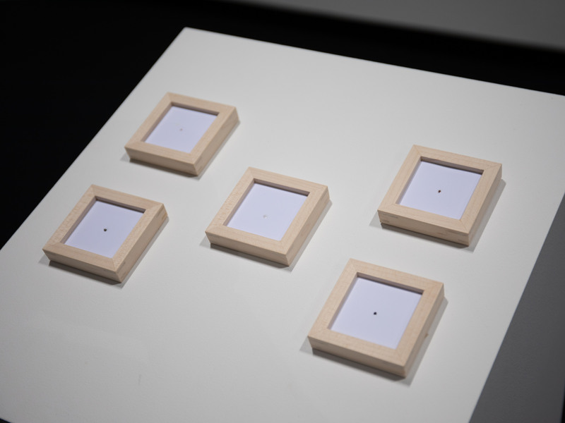 5点展示された作品の前には、被写体の実物も展示されている